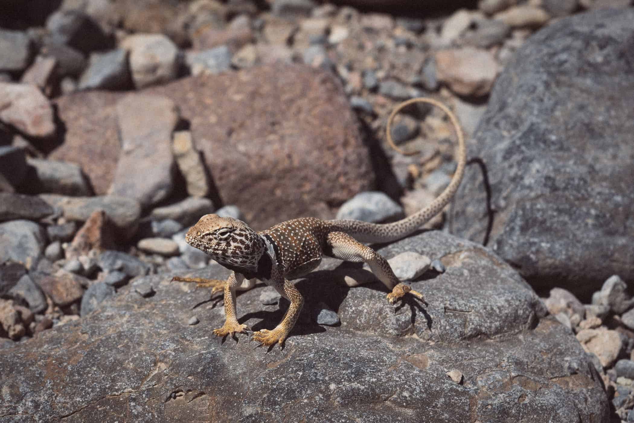 Death Valley California USA