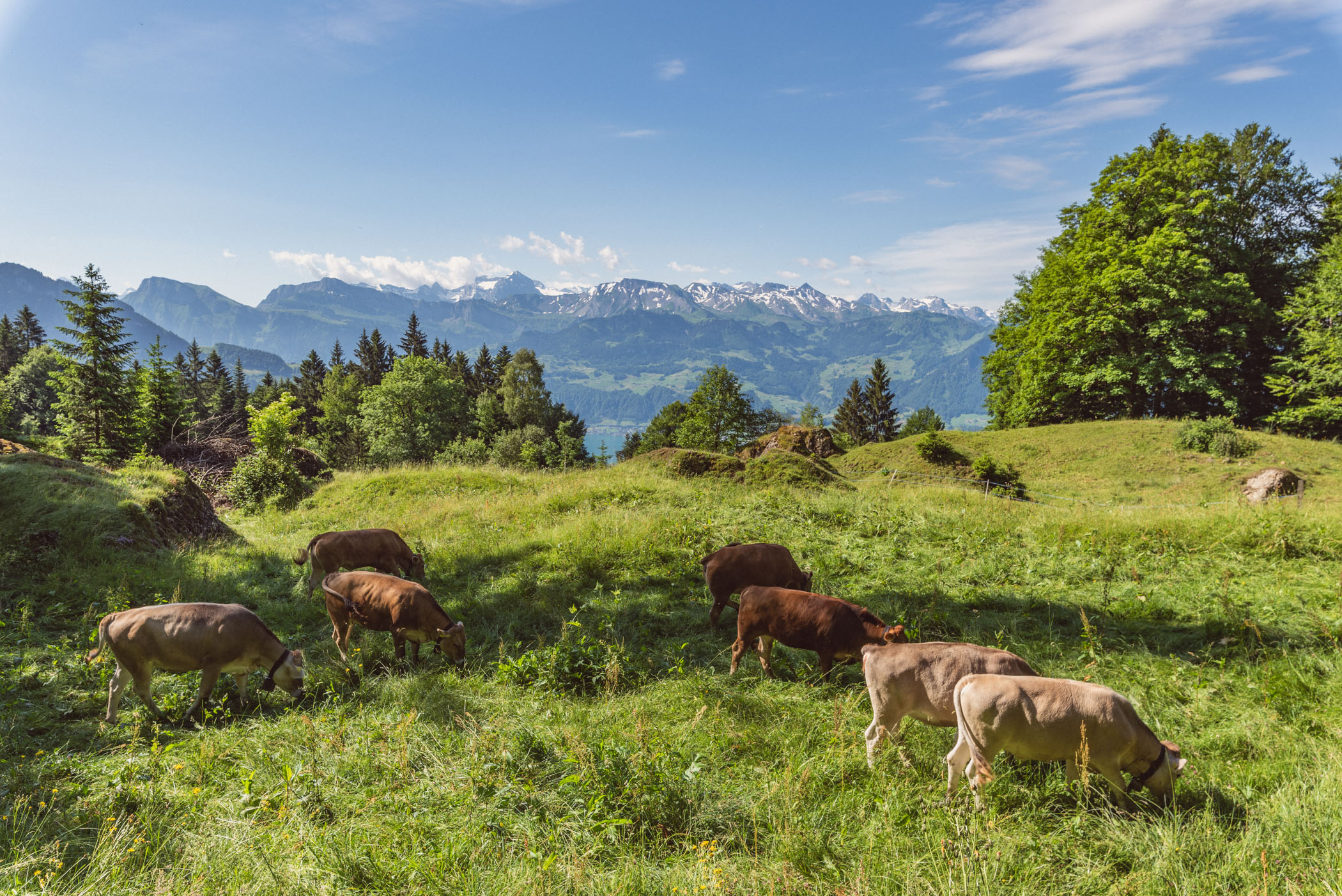 Hiking Rigi, grazing cattle