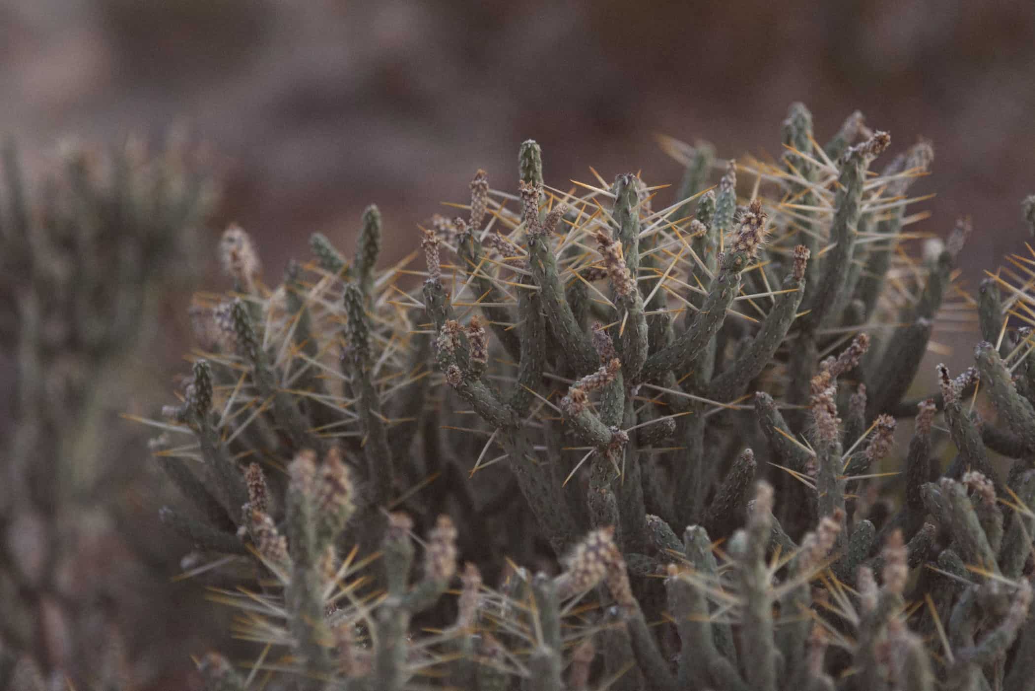 Joshua Tree National Park California USA