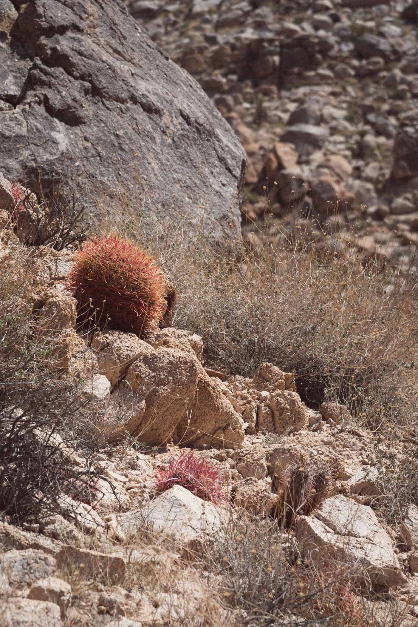 Joshua Tree National Park California USA