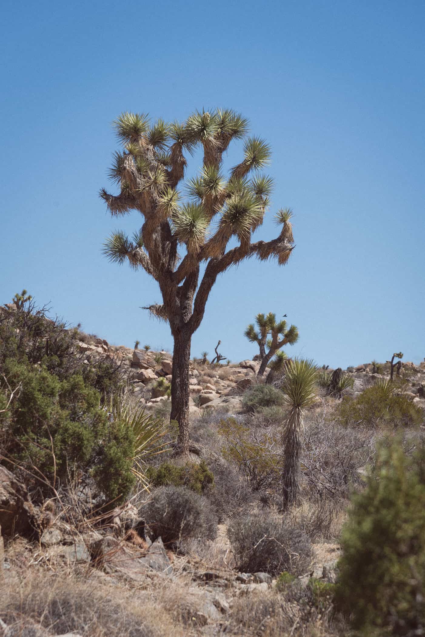 Joshua Tree National Park California USA