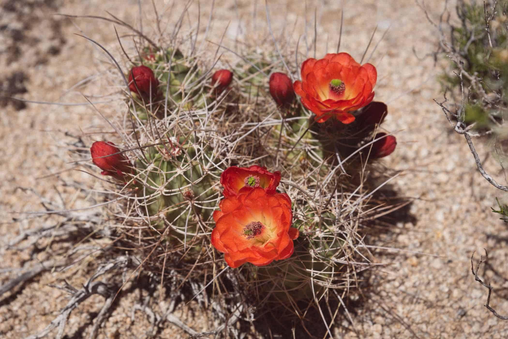 Joshua Tree National Park California USA