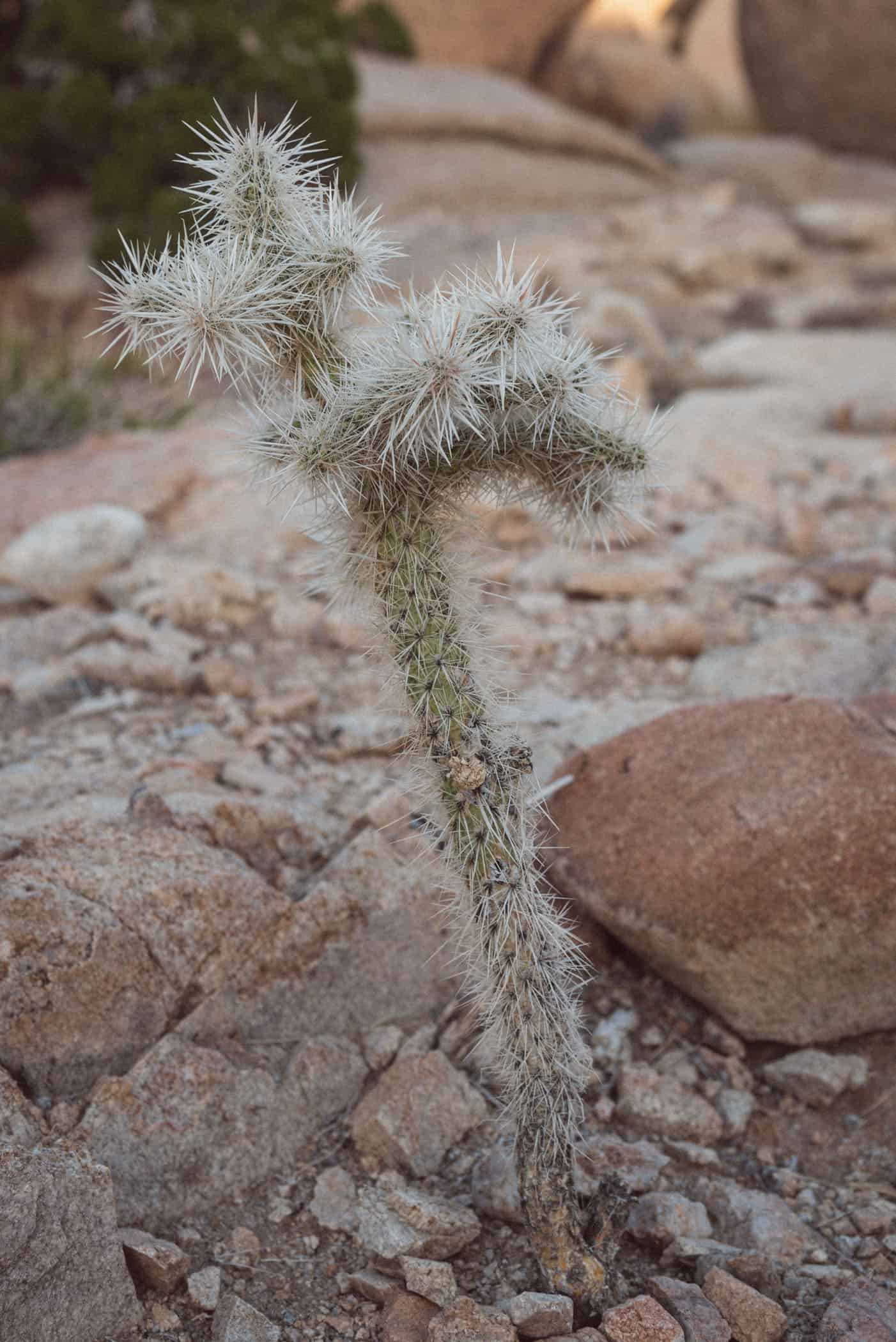 Joshua Tree National Park California USA