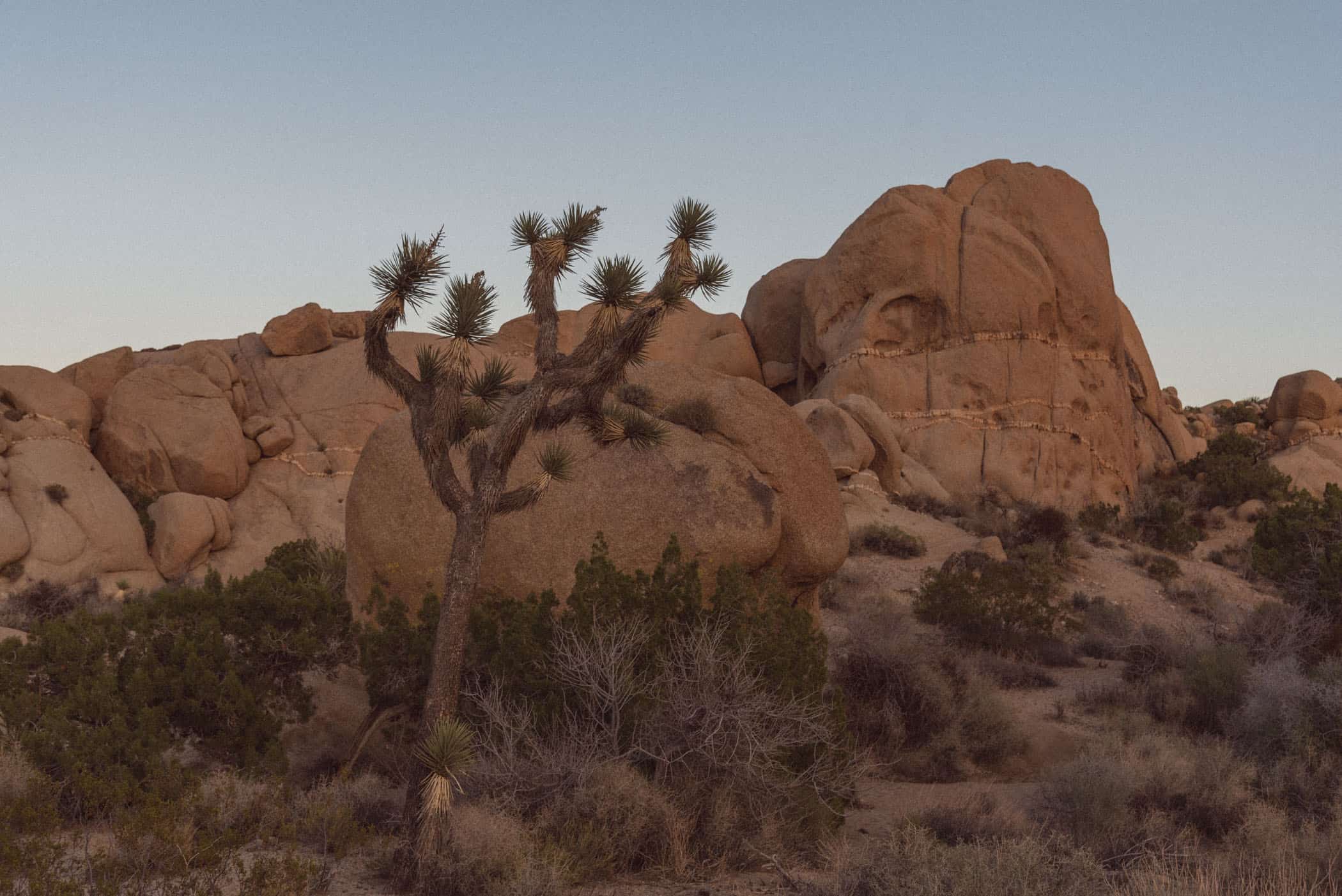 Joshua Tree National Park California USA