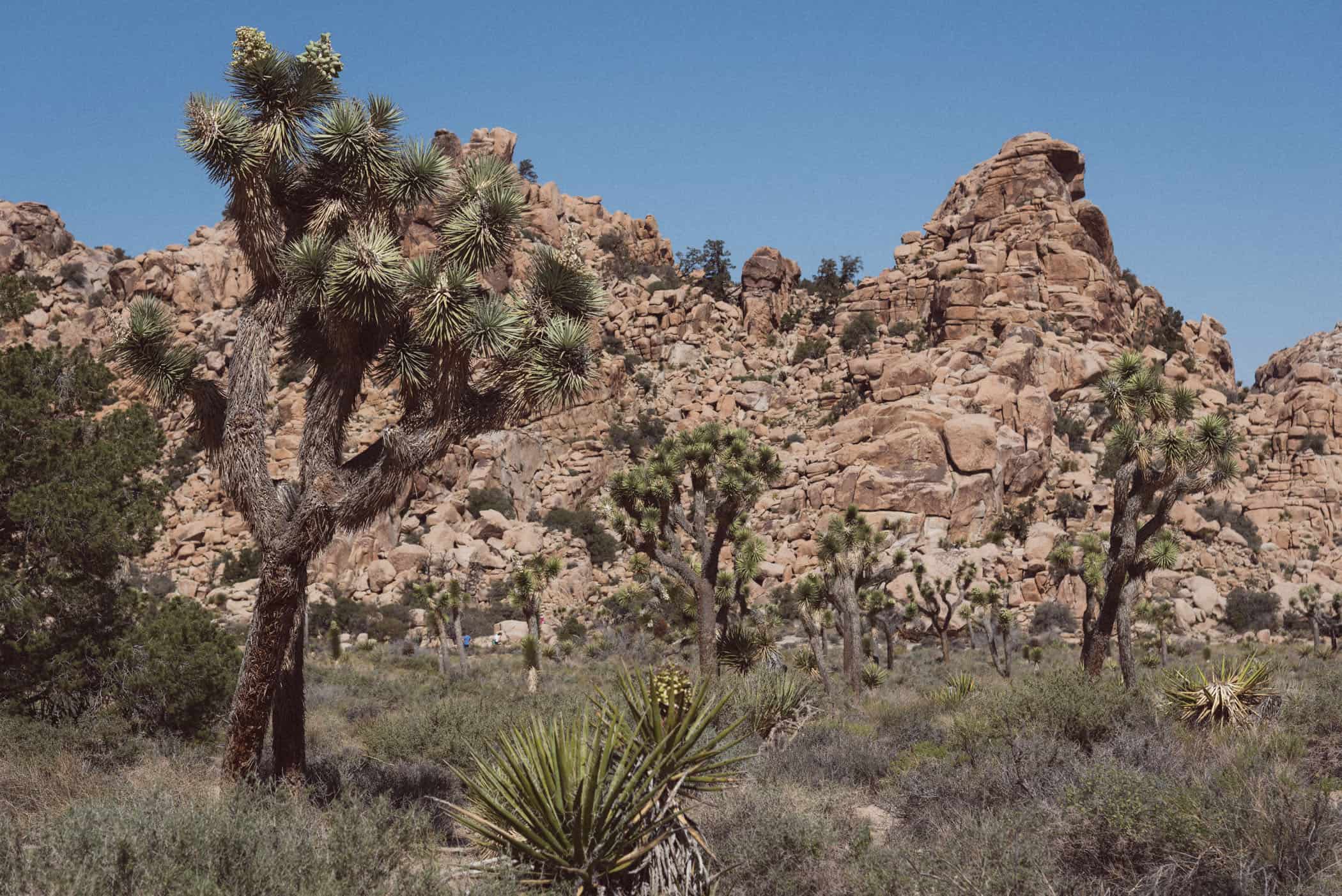 Joshua Tree National Park California USA