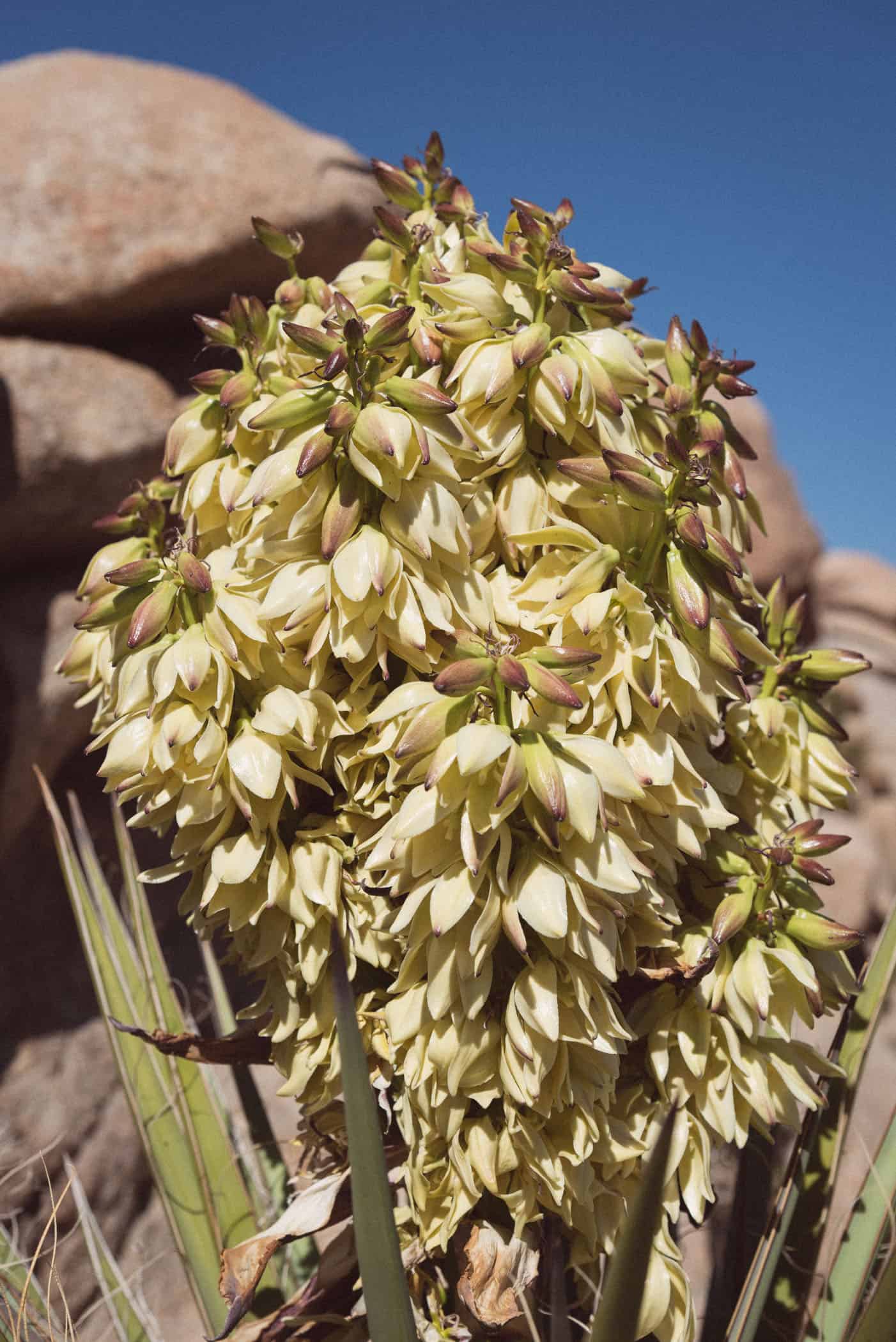 Joshua Tree National Park California USA