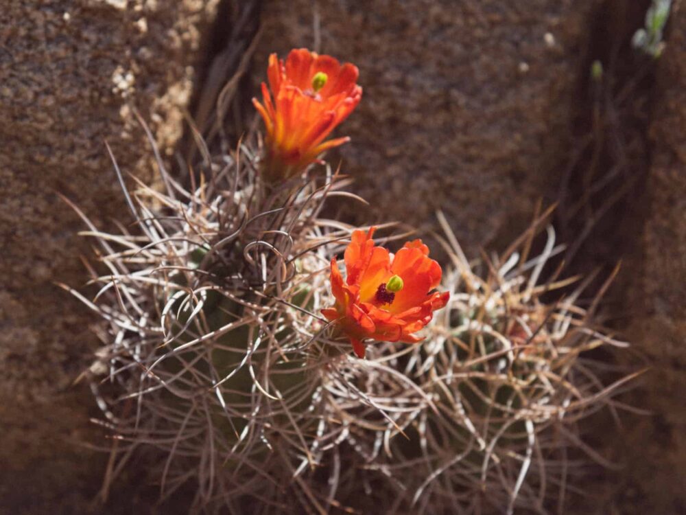 Joshua Tree National Park California USA
