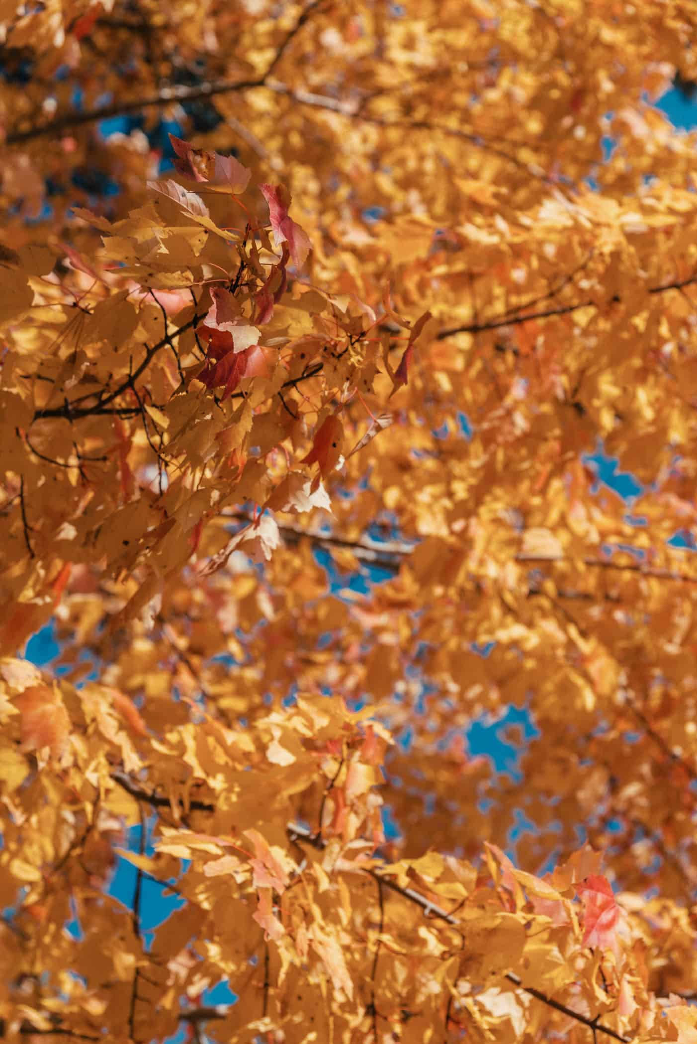 Indian Summer at Kejimkujik National Park Nova Scotia