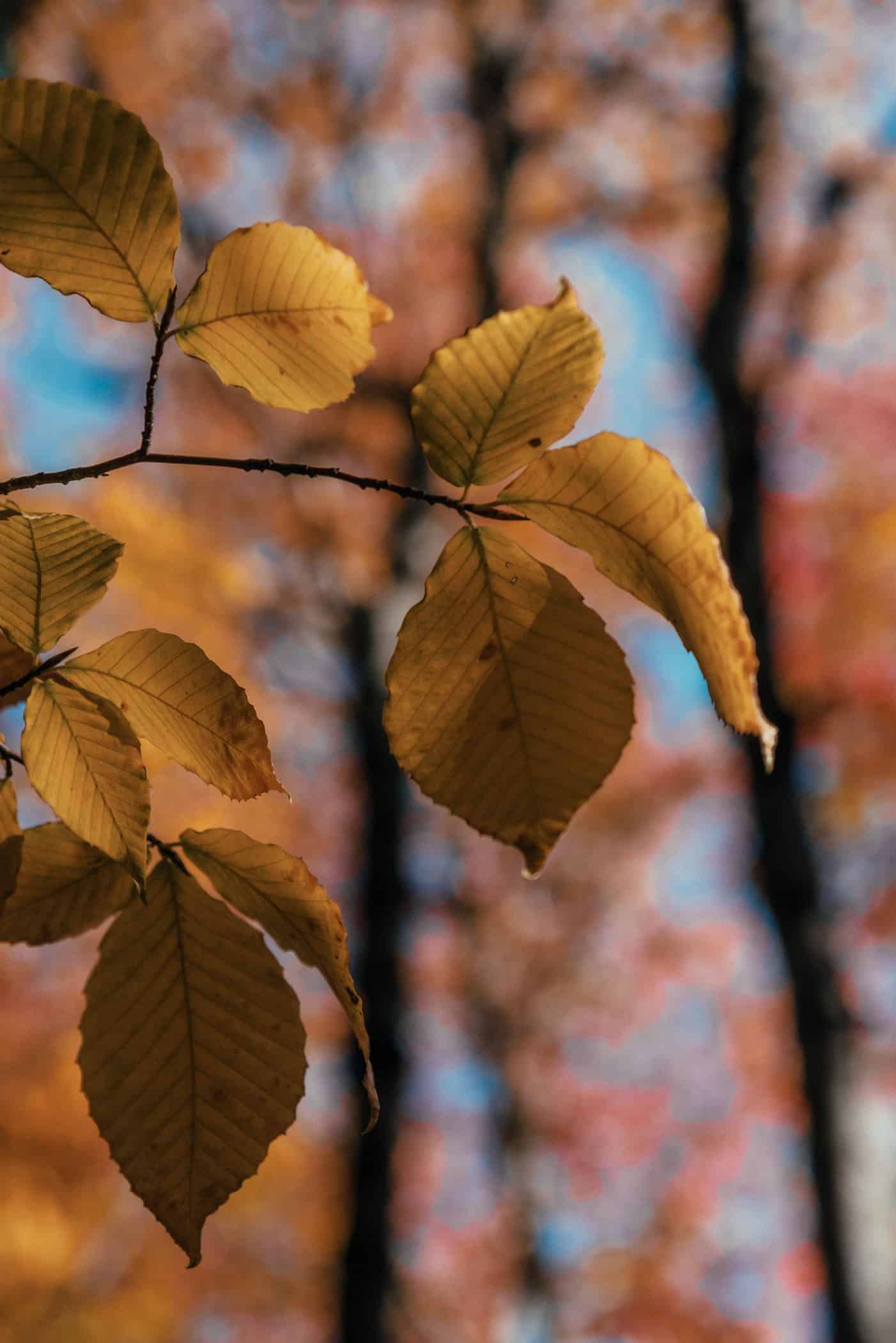 Indian Summer at Kejimkujik National Park Nova Scotia