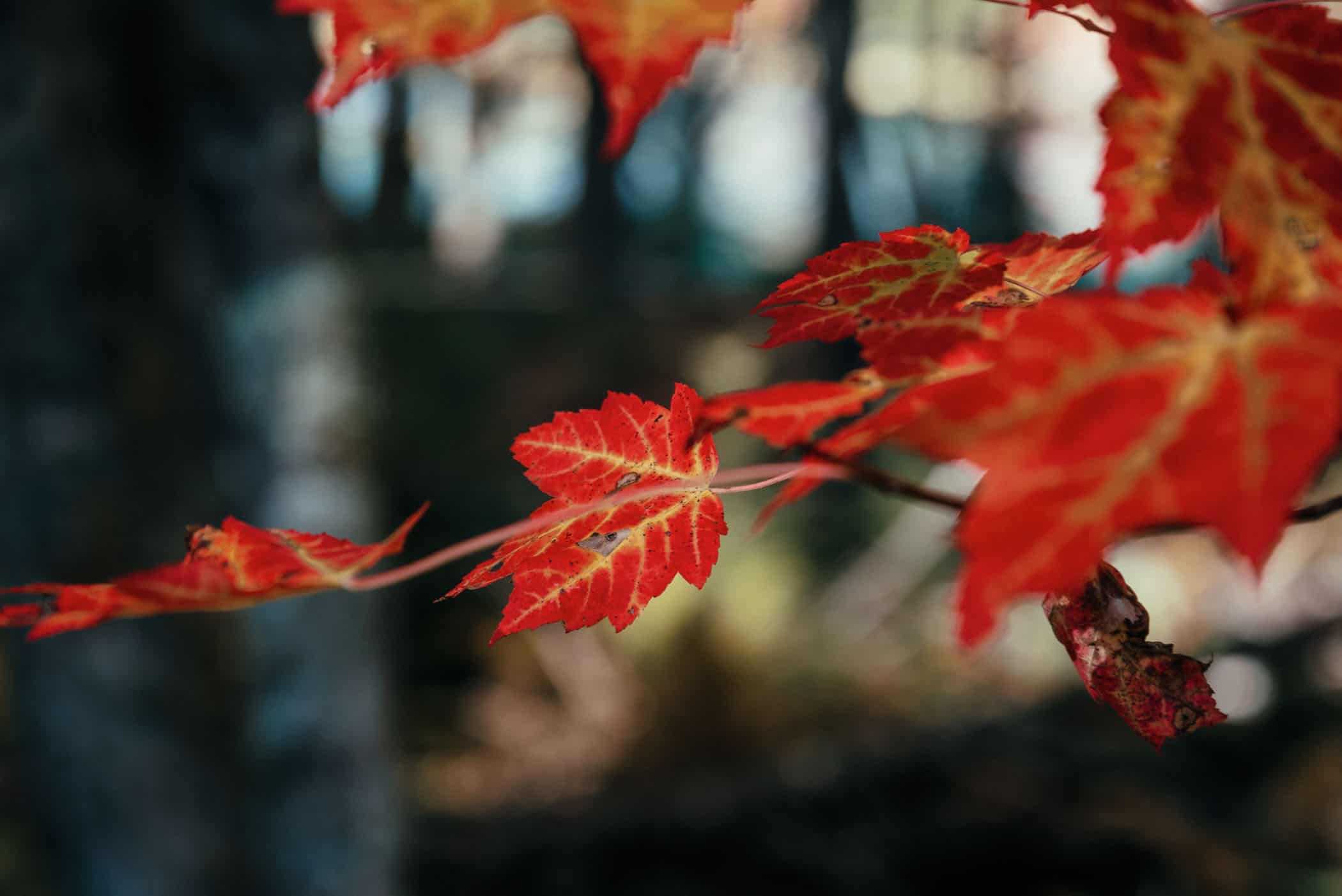 Indian Summer at Kejimkujik National Park Nova Scotia