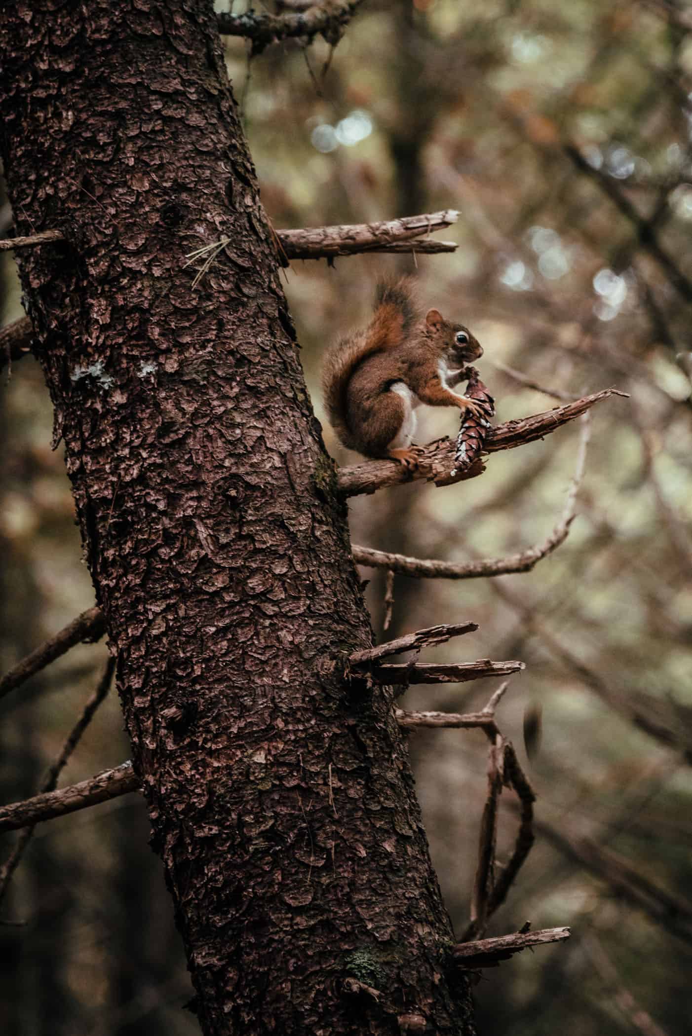 Indian Summer at Kejimkujik National Park Nova Scotia