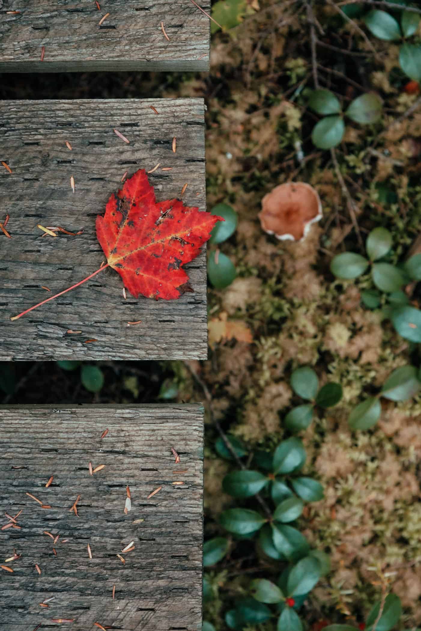 Indian Summer at Kejimkujik National Park Nova Scotia