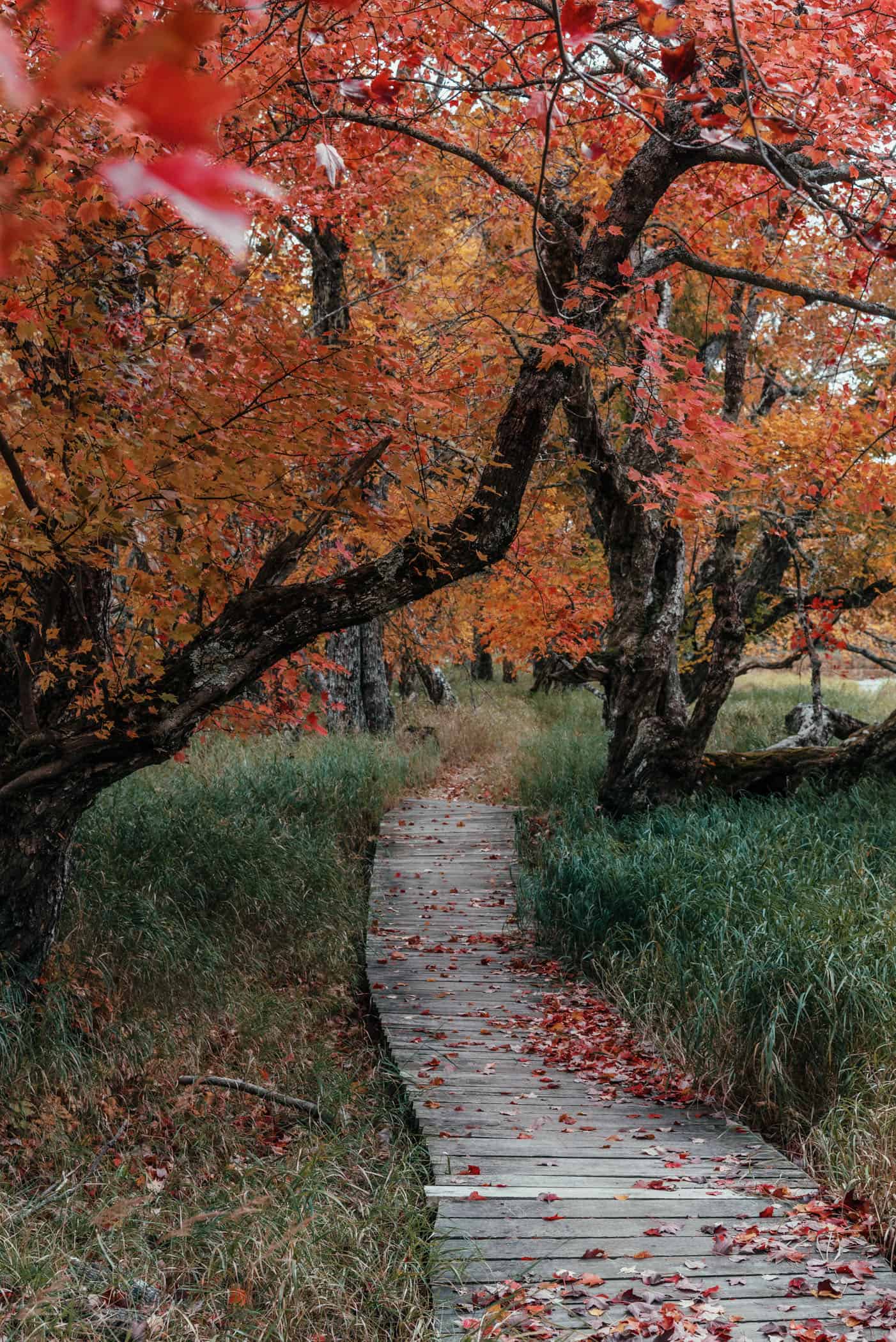 Indian Summer at Kejimkujik National Park Nova Scotia