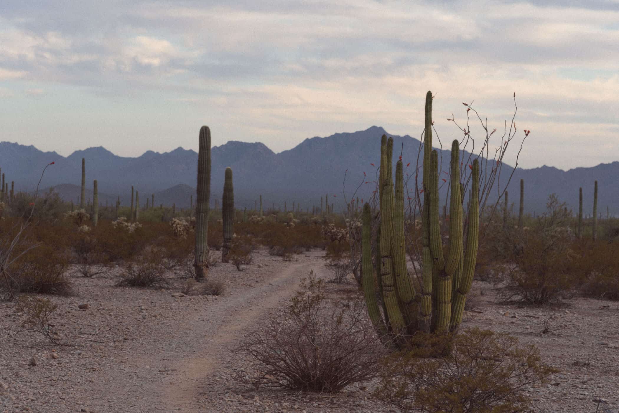 Organ Pipe Cactus National Monument Arizona USA