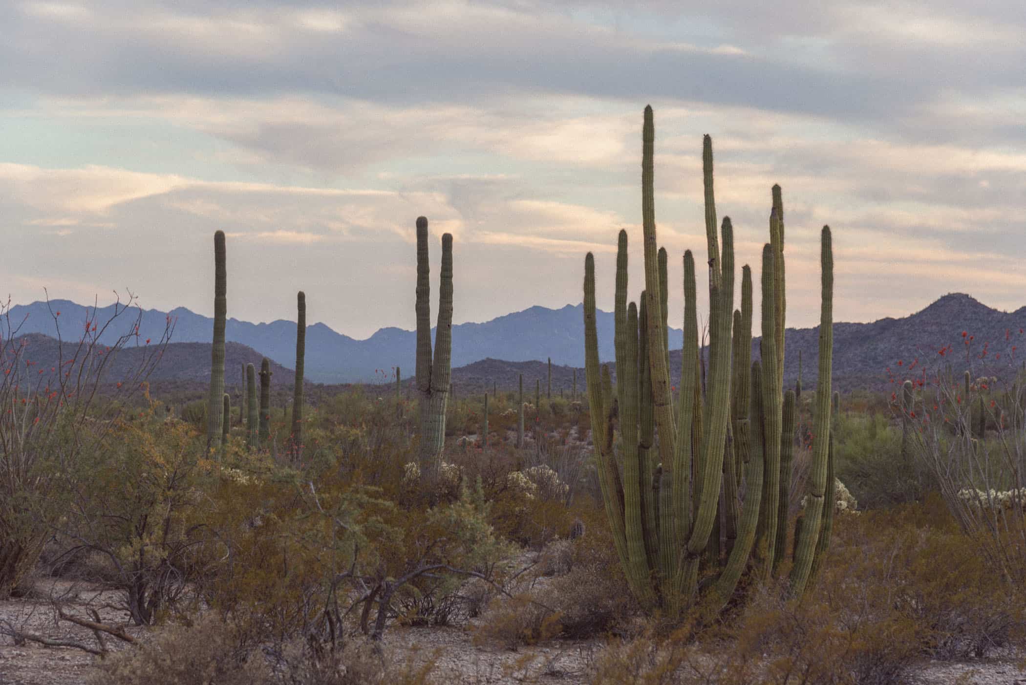 Organ Pipe Cactus National Monument Arizona USA