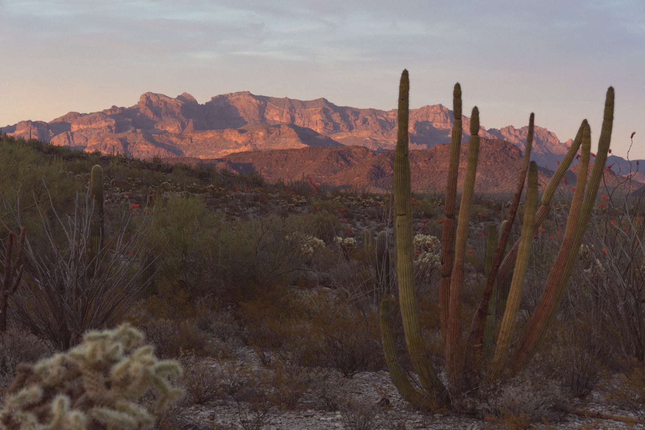 Organ Pipe Cactus National Monument Arizona USA
