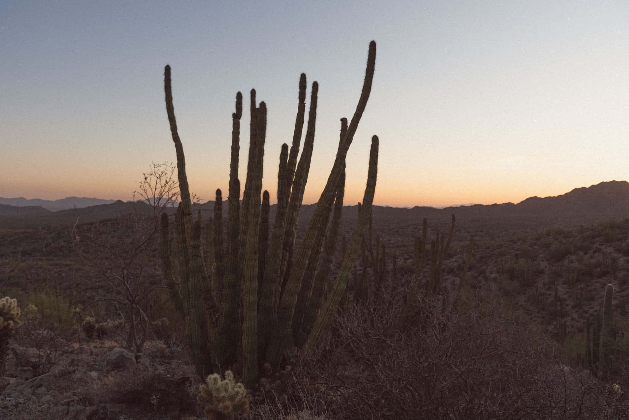 Organ Pipe Cactus National Monument Arizona USA