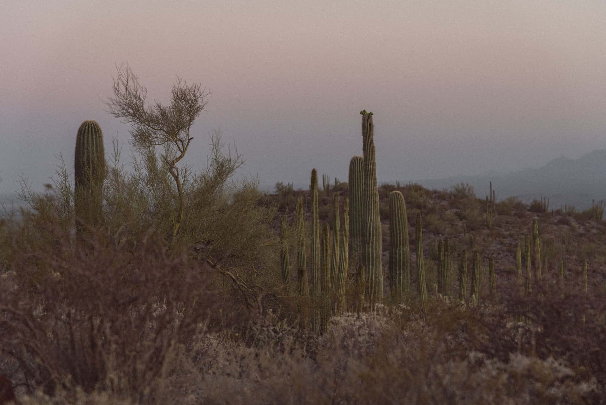 Organ Pipe Cactus National Monument Arizona USA