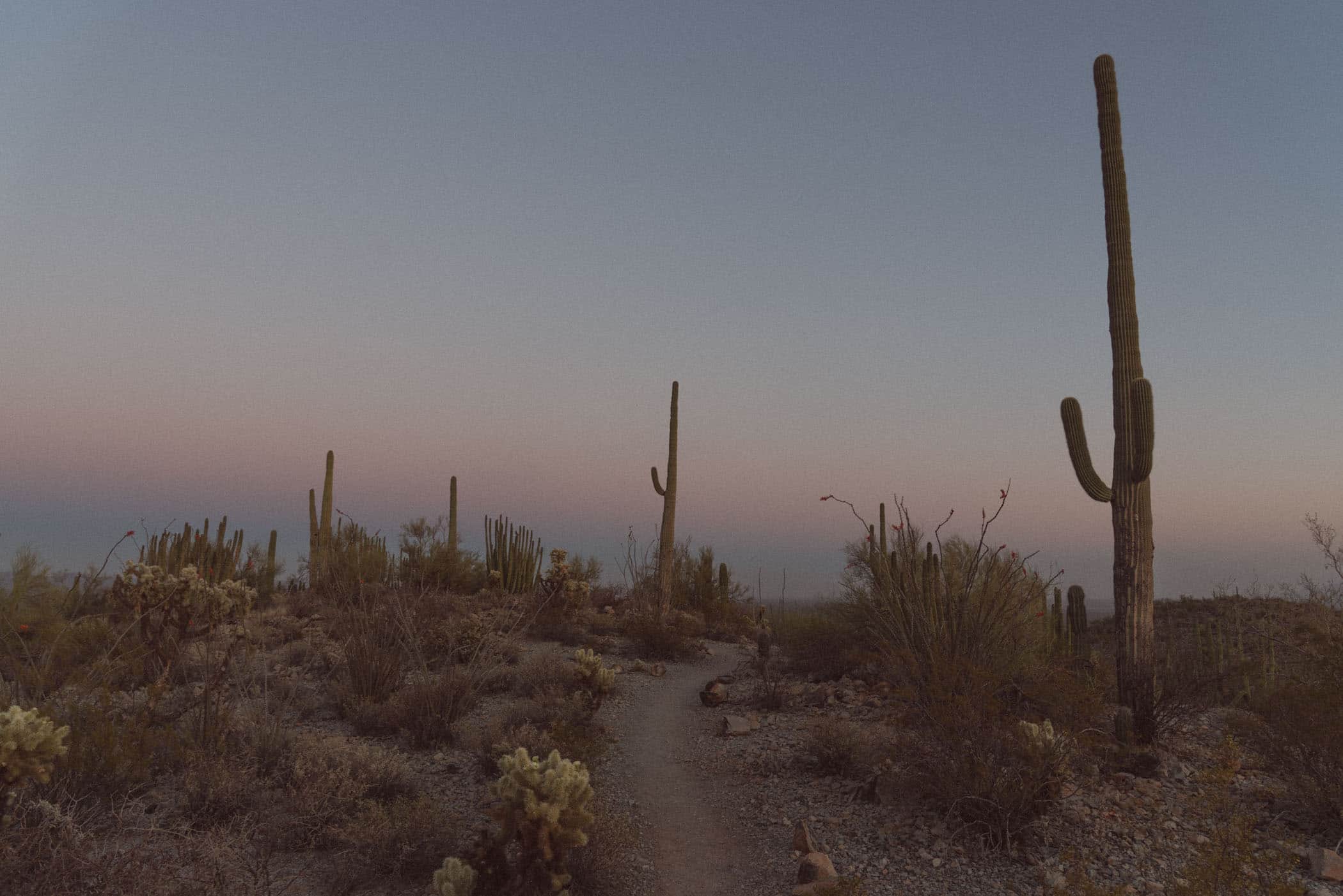 Organ Pipe Cactus National Monument Arizona USA