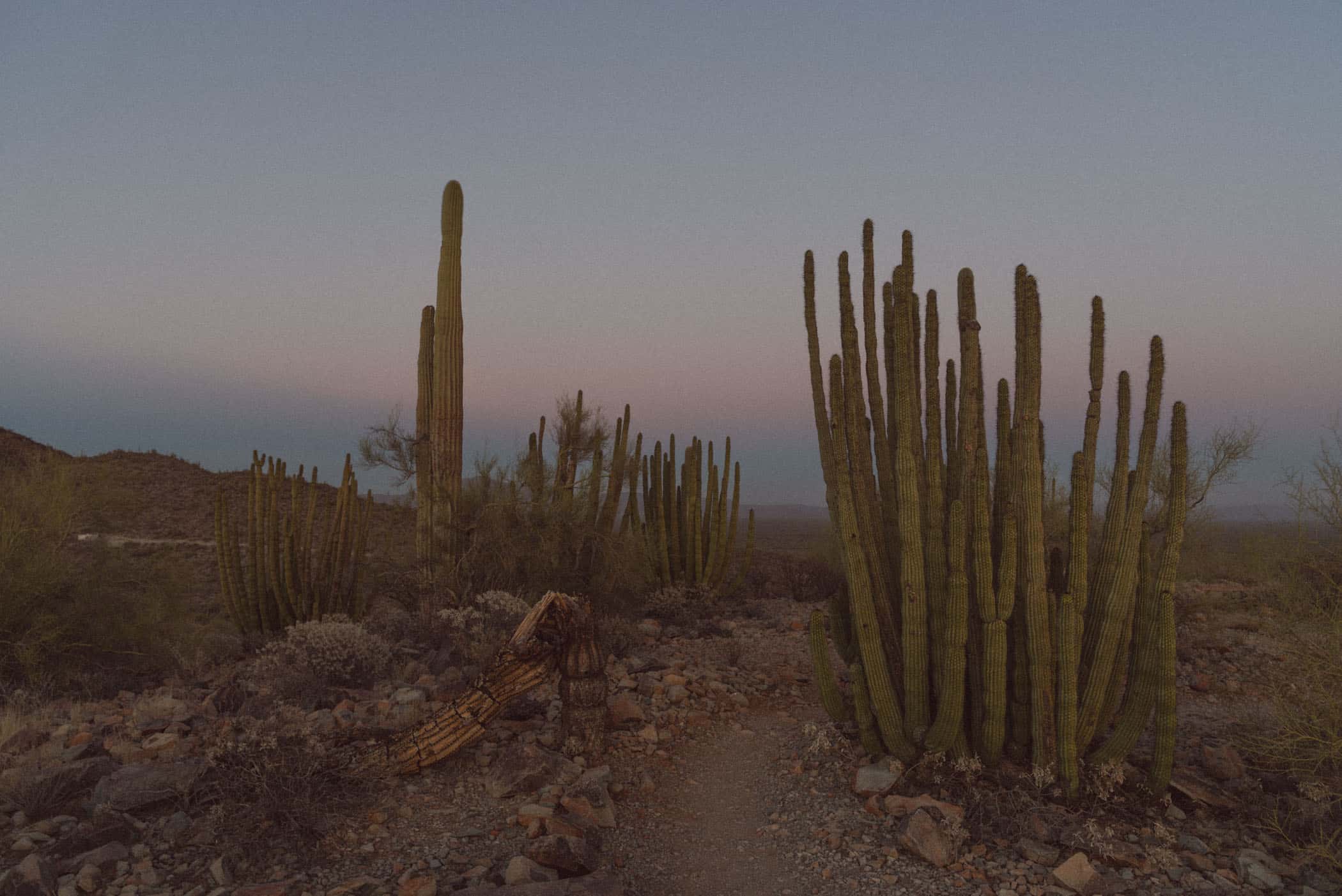 Organ Pipe Cactus National Monument Arizona USA