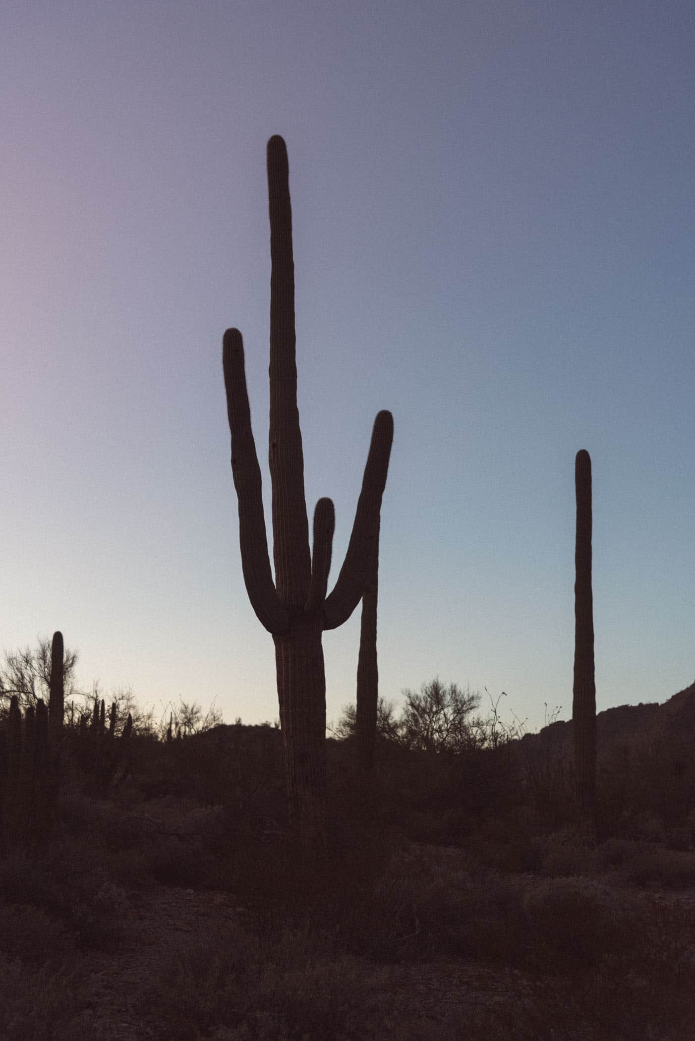 Organ Pipe Cactus National Monument Arizona USA