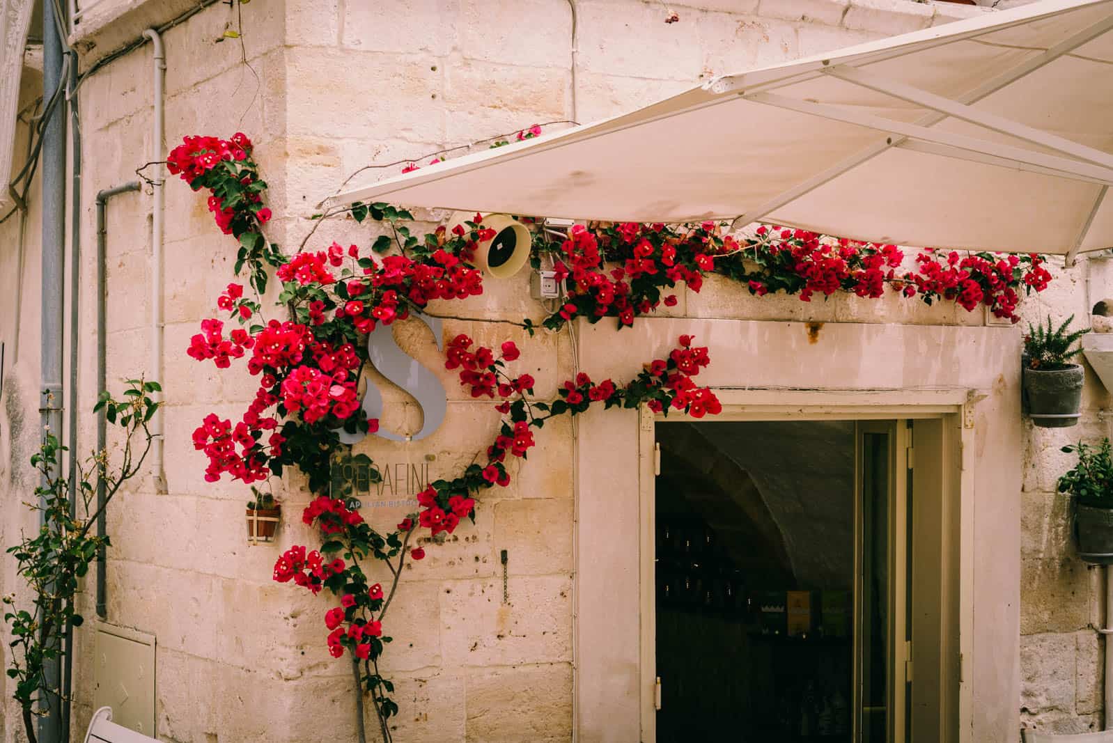rose bush on café wall