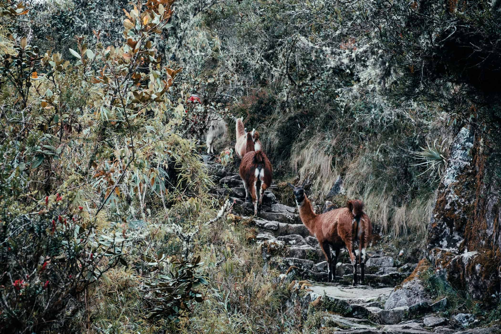 Inka Trail and Machu Picchu Peru