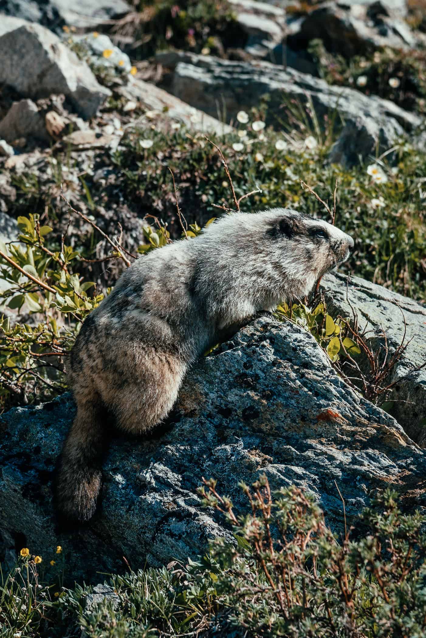 Denali National Park Alaska