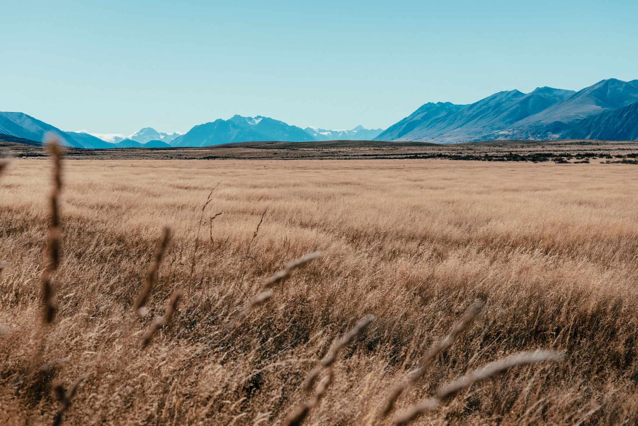 dry grass with southern alps in background