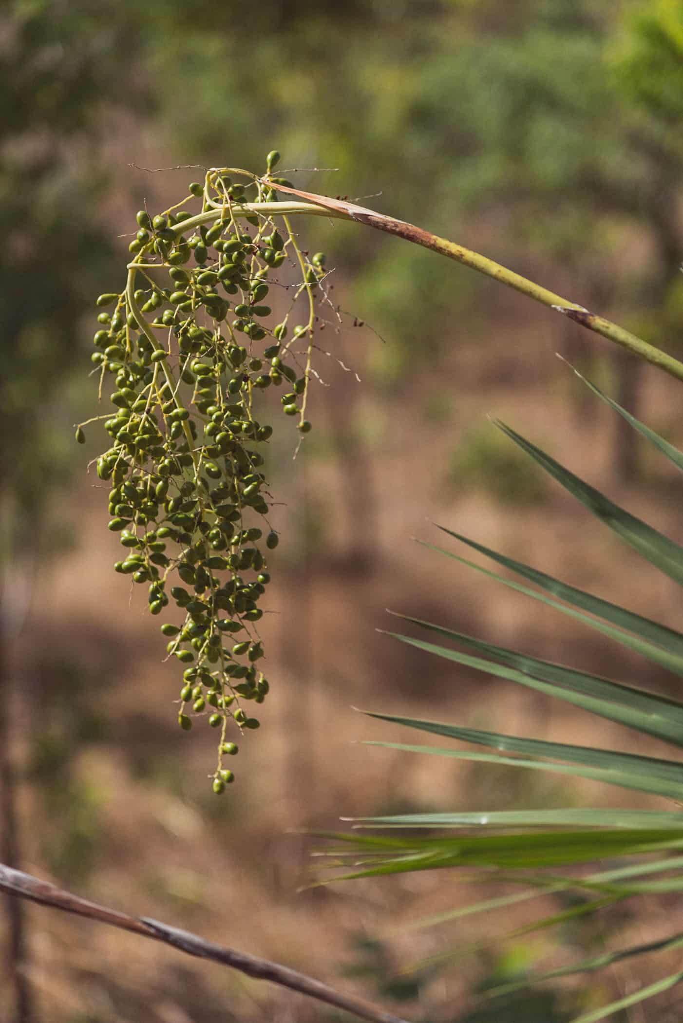 Bukbukluk view point Kakadu National Park