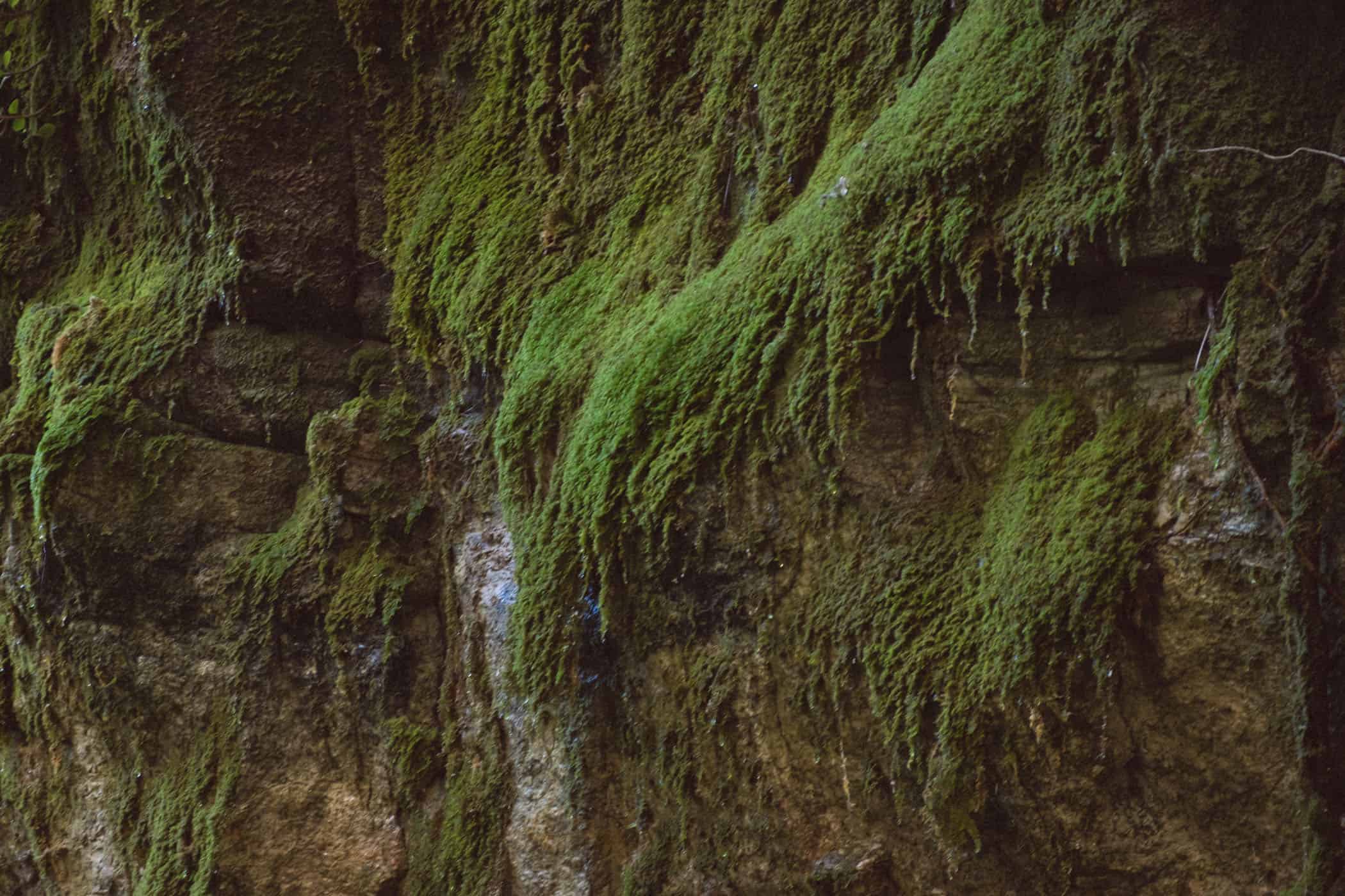 Carnarvon Gorge Queensland Australia