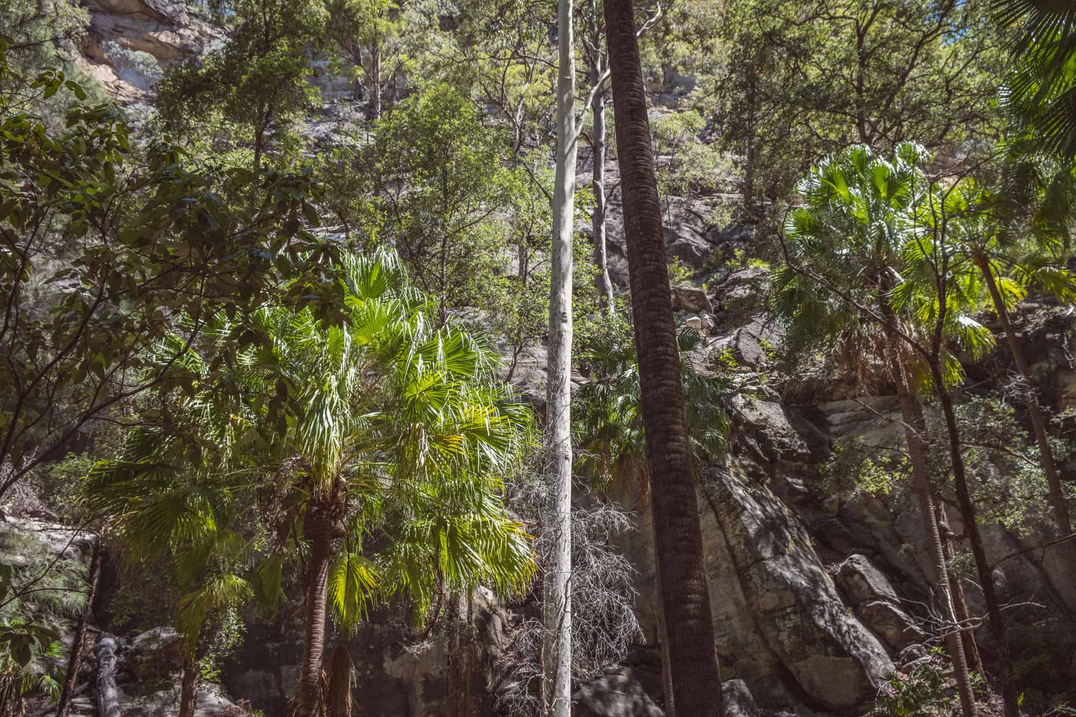 Carnarvon Gorge Queensland Australia