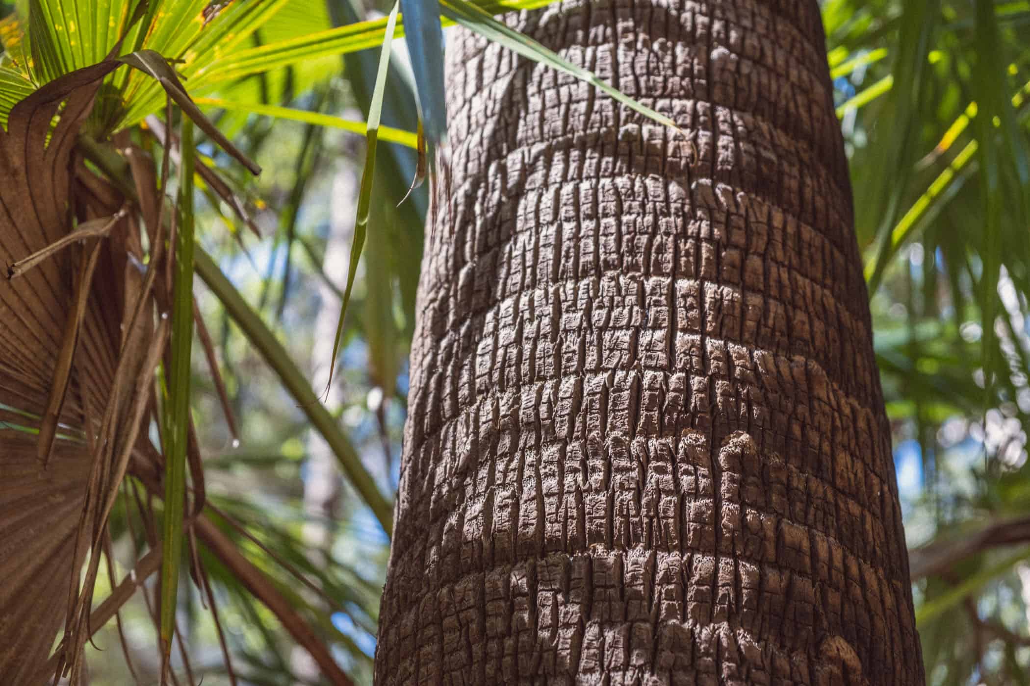 Carnarvon Gorge Queensland Australia