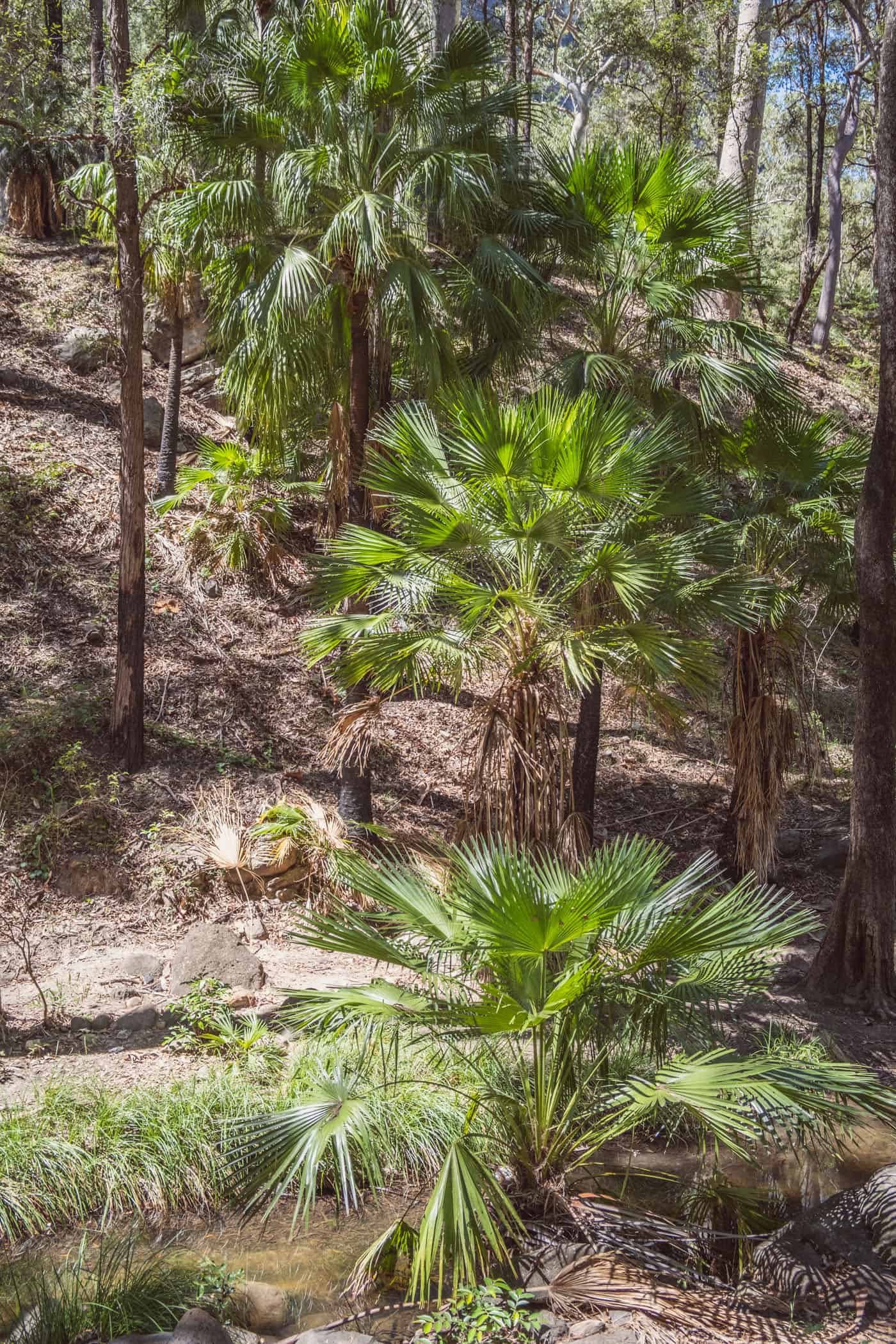 Carnarvon Gorge Queensland Australia