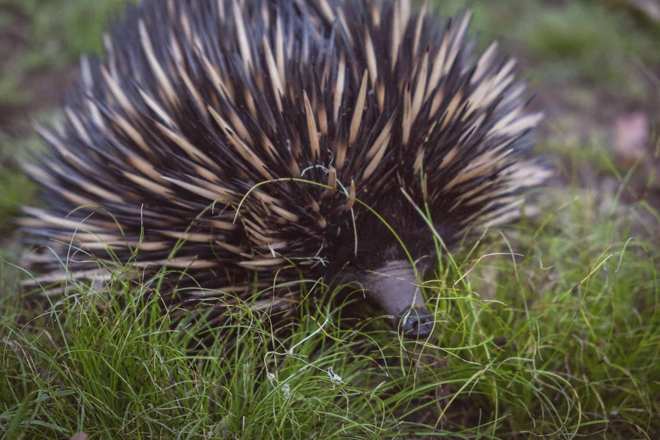 Carnarvon Gorge Queensland Australia