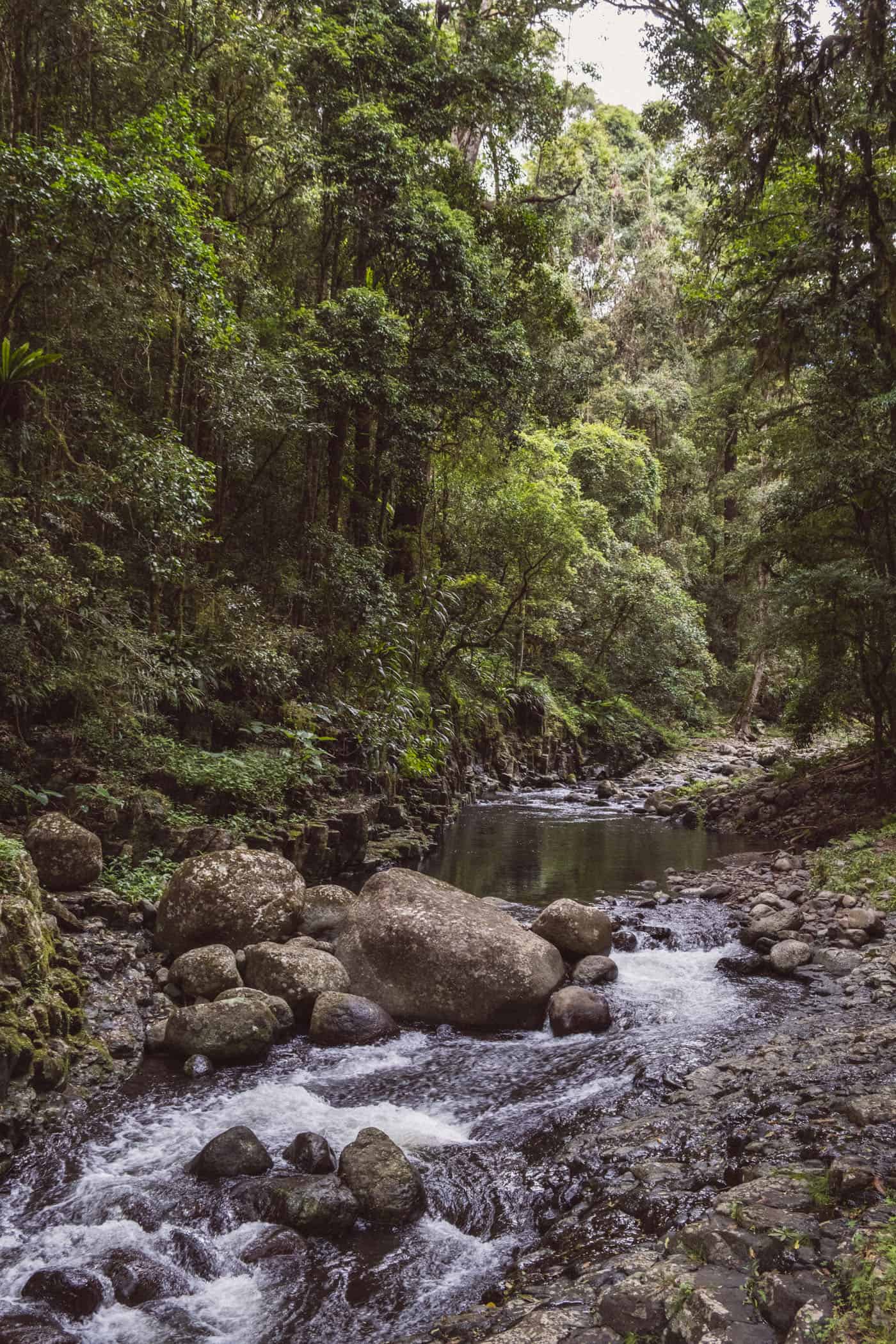 West Canungra Creek Curcuit O'Reilly's Lammington National Park