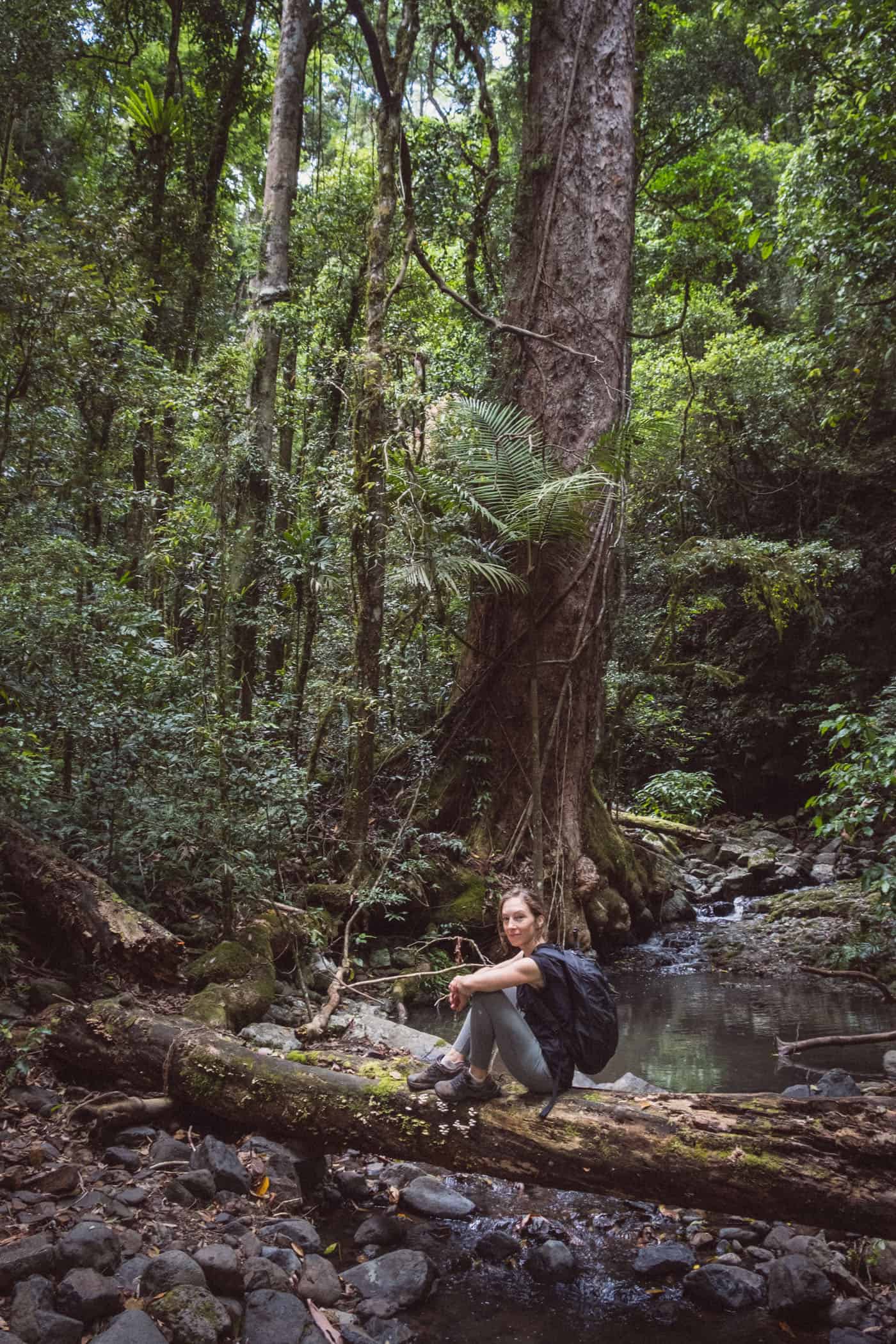 West Canungra Creek Curcuit O'Reilly's Lammington National Park