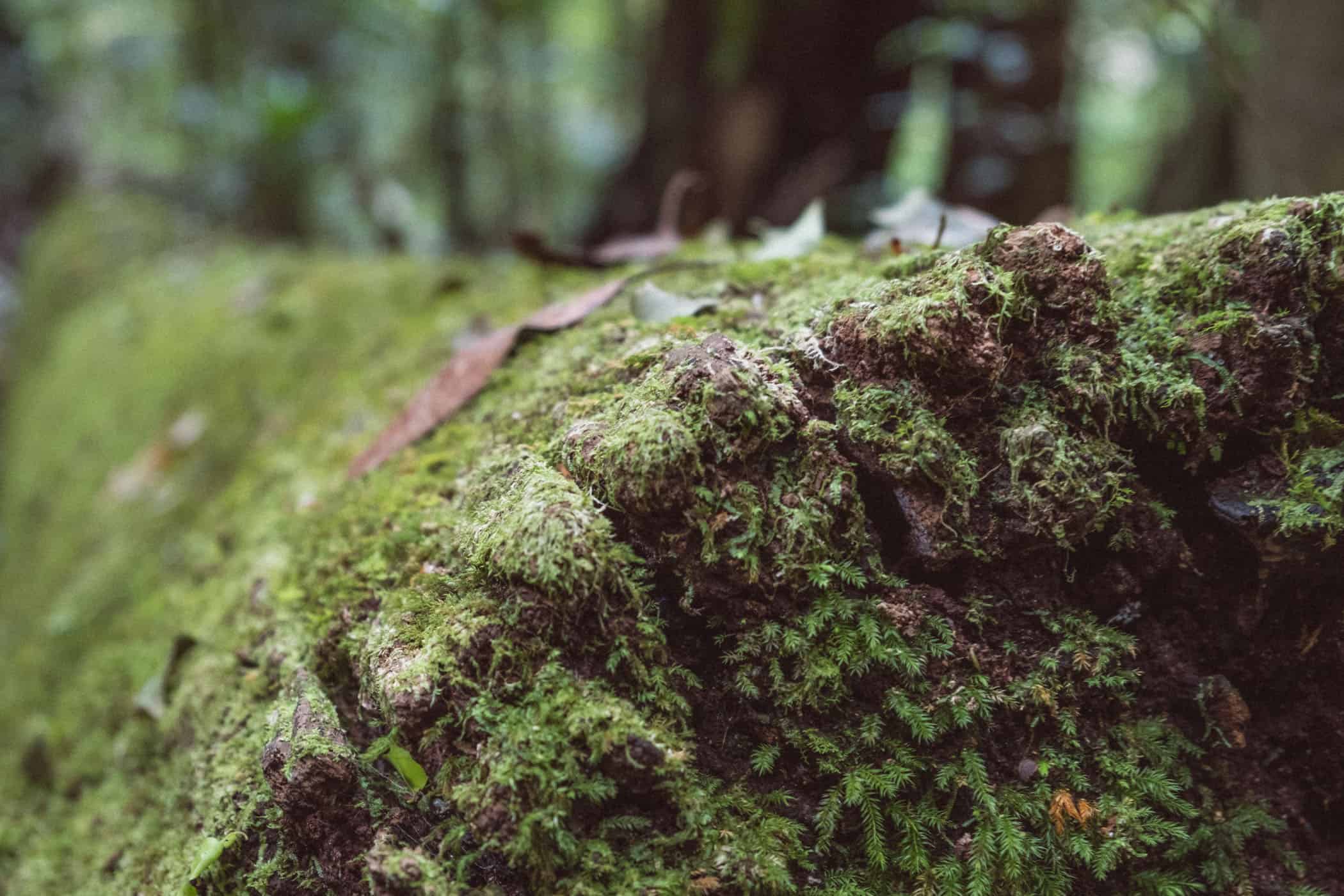 West Canungra Creek Curcuit O'Reilly's Lammington National Park