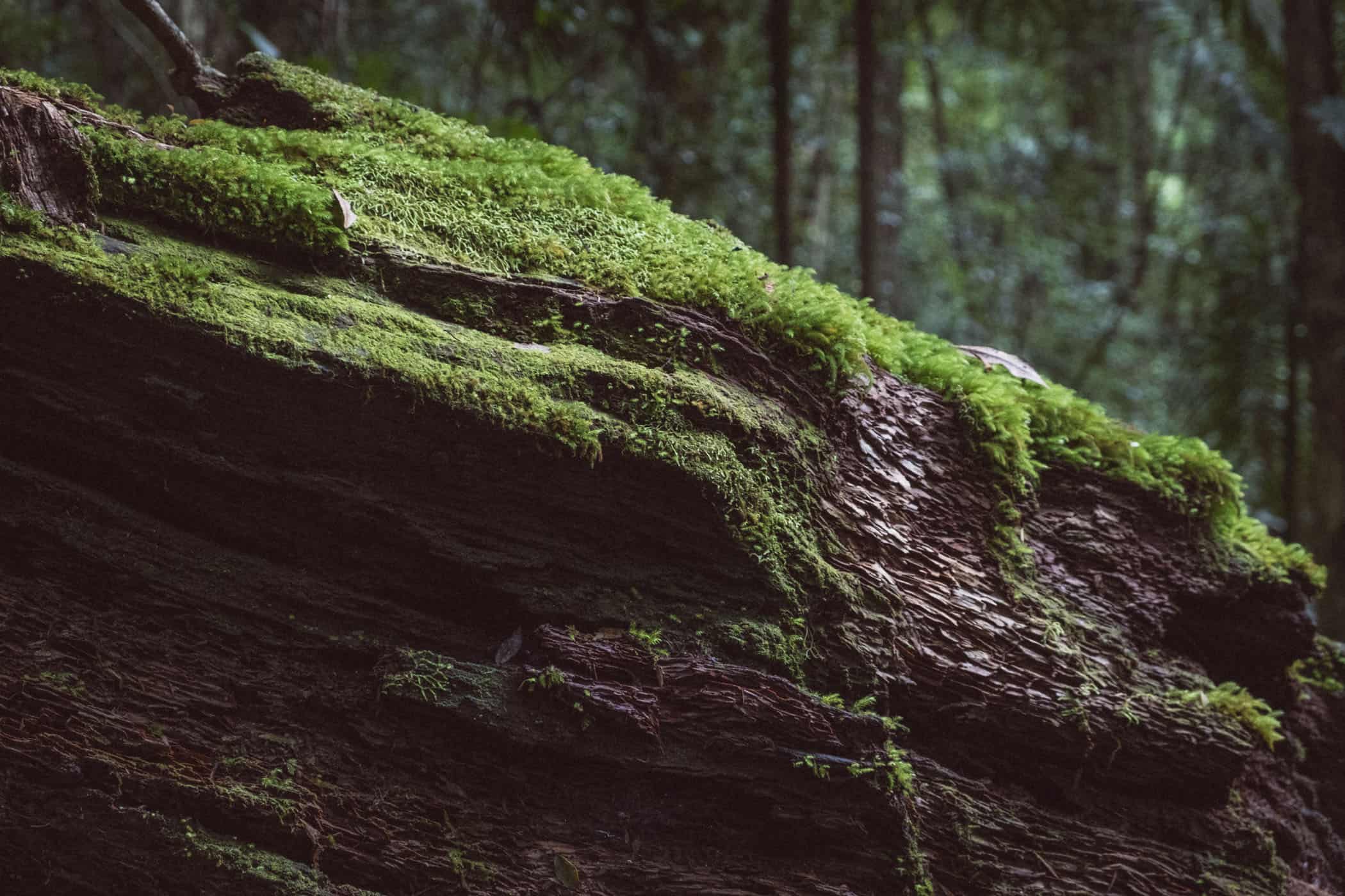 West Canungra Creek Curcuit O'Reilly's Lammington National Park