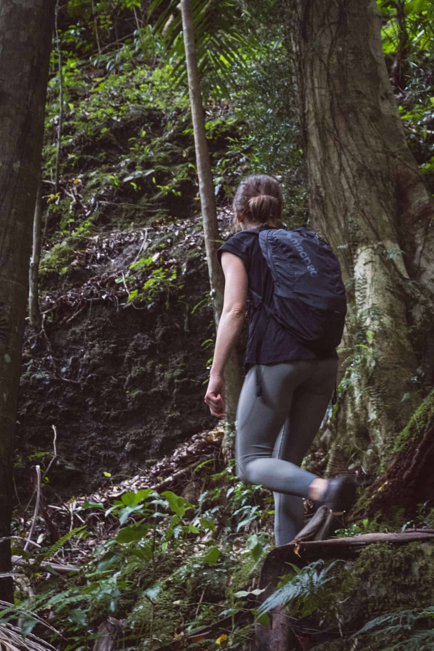 West Canungra Creek Curcuit O'Reilly's Lammington National Park