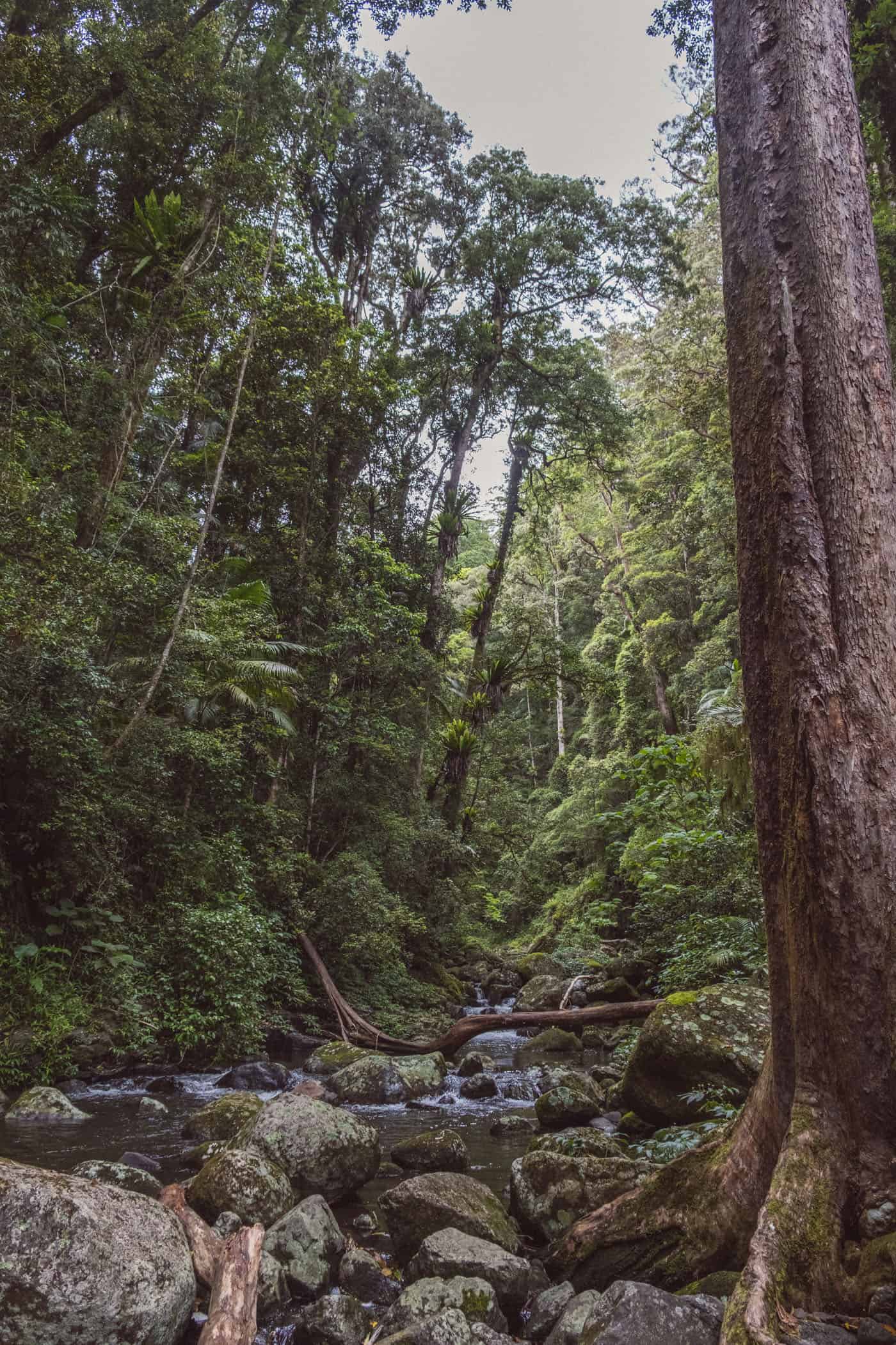 West Canungra Creek Curcuit O'Reilly's Lammington National Park