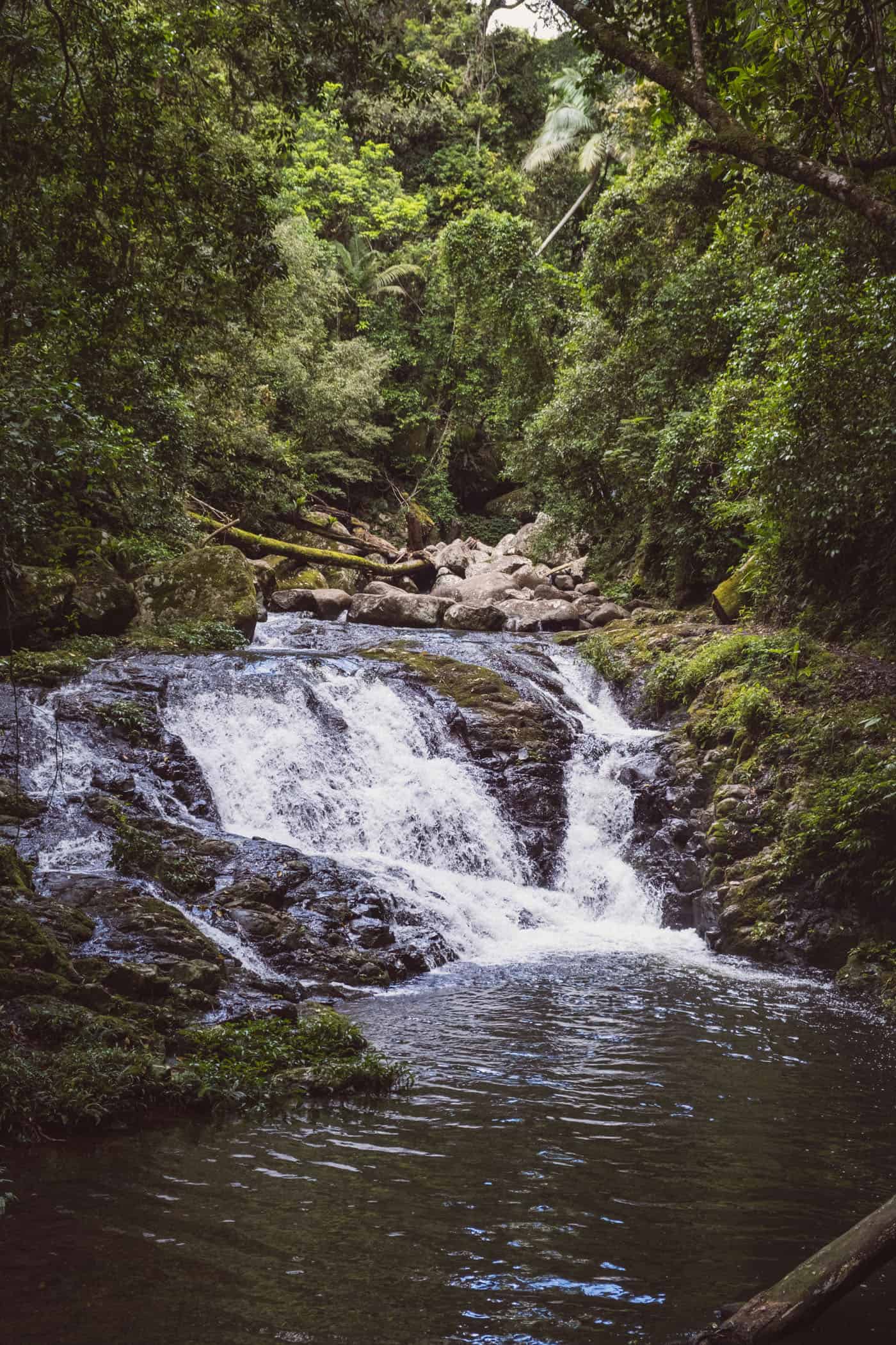 West Canungra Creek Curcuit O'Reilly's Lammington National Park