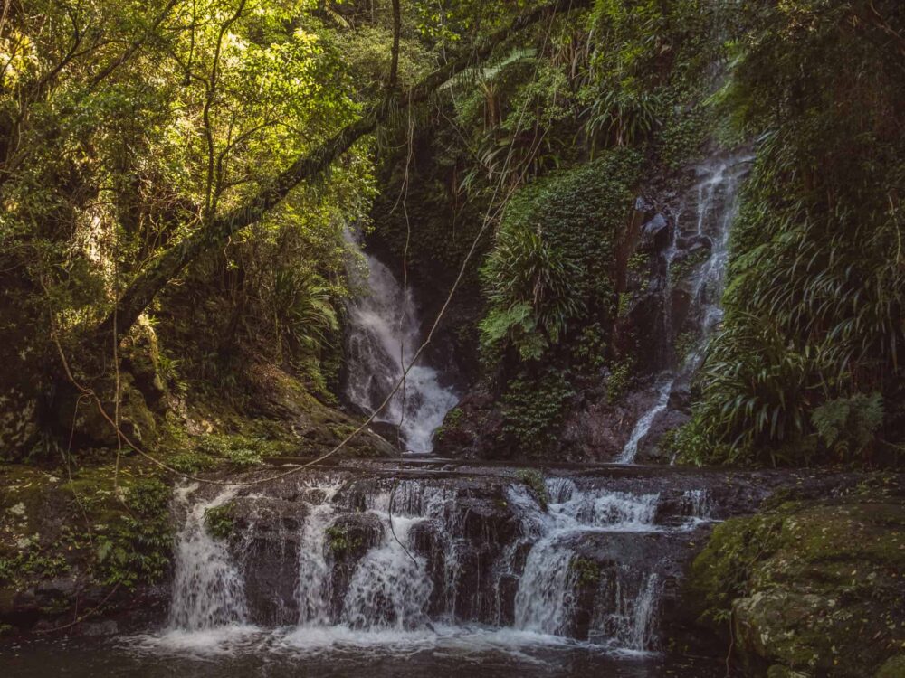 West Canungra Creek Curcuit O'Reilly's Lammington National Park