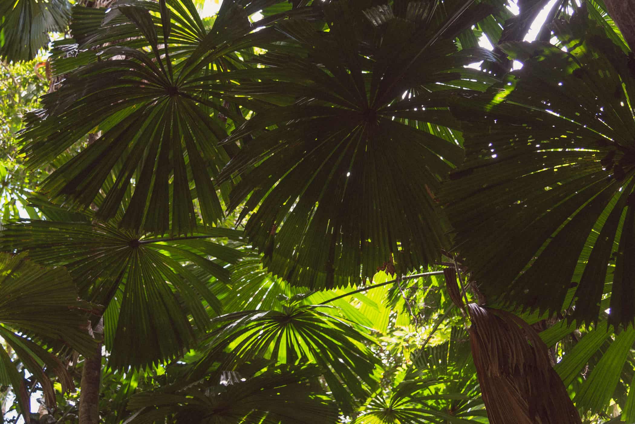 Daintree National Park