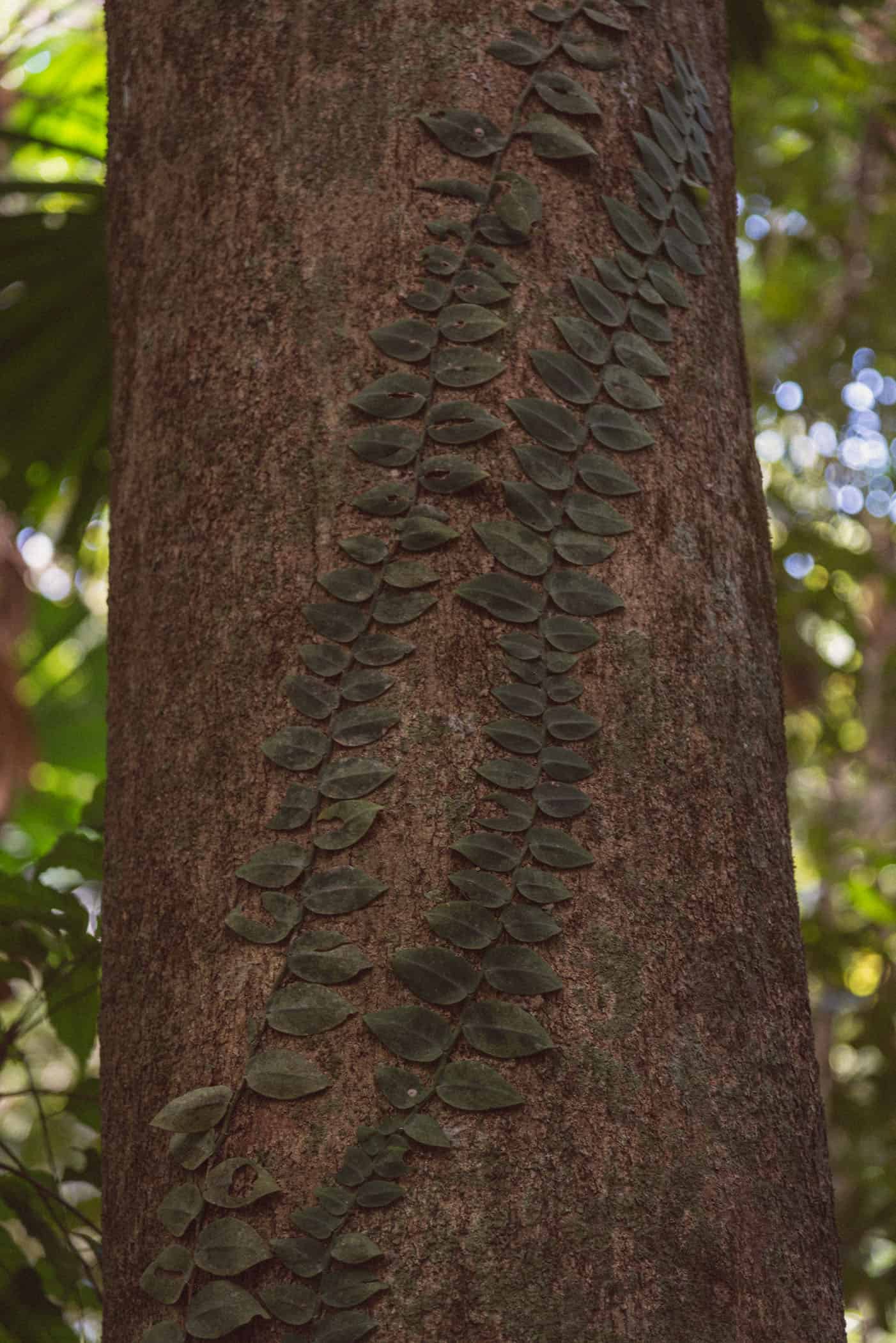 Daintree National Park