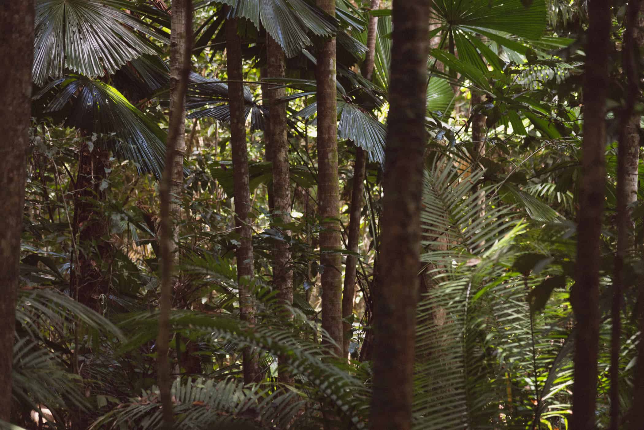 Daintree National Park