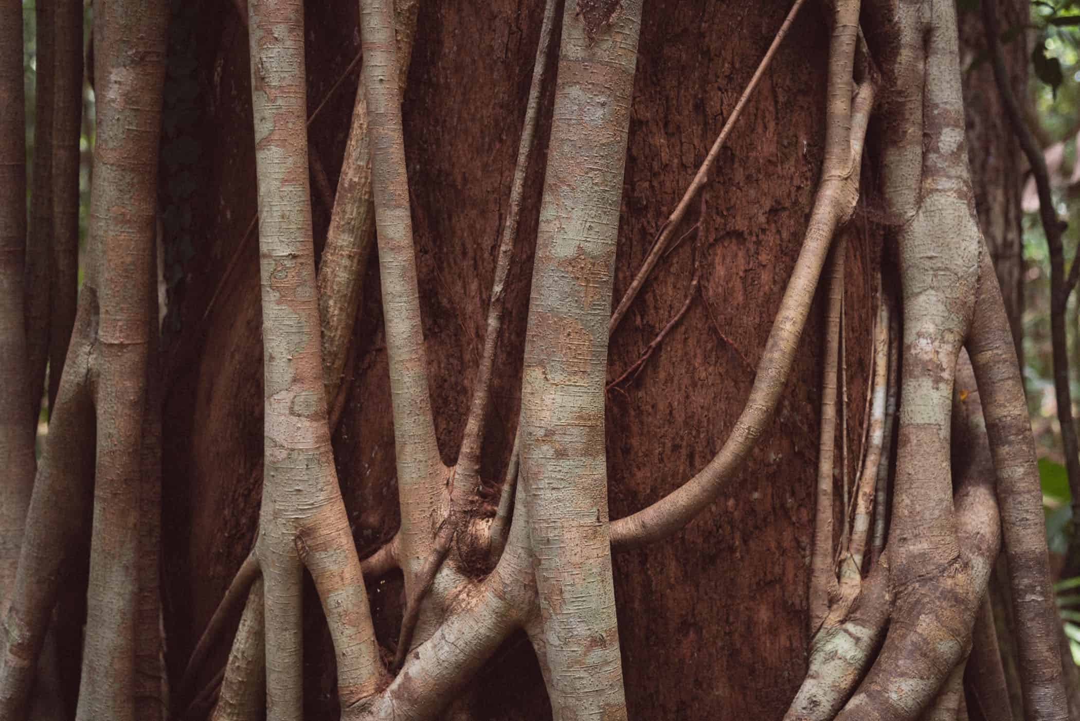 Daintree National Park