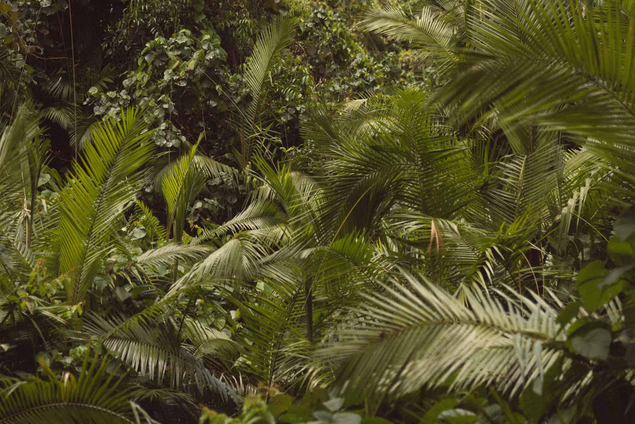 Daintree National Park