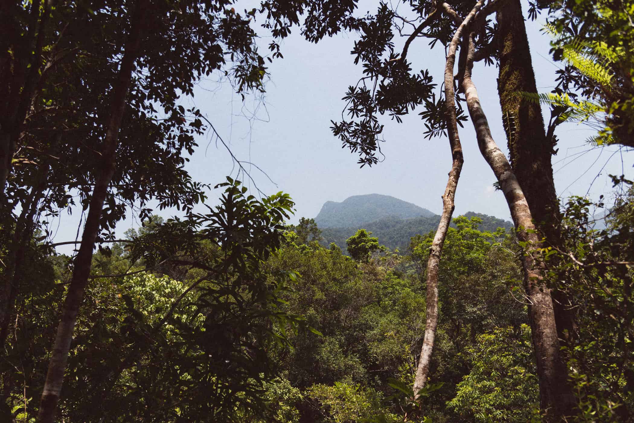 Daintree National Park