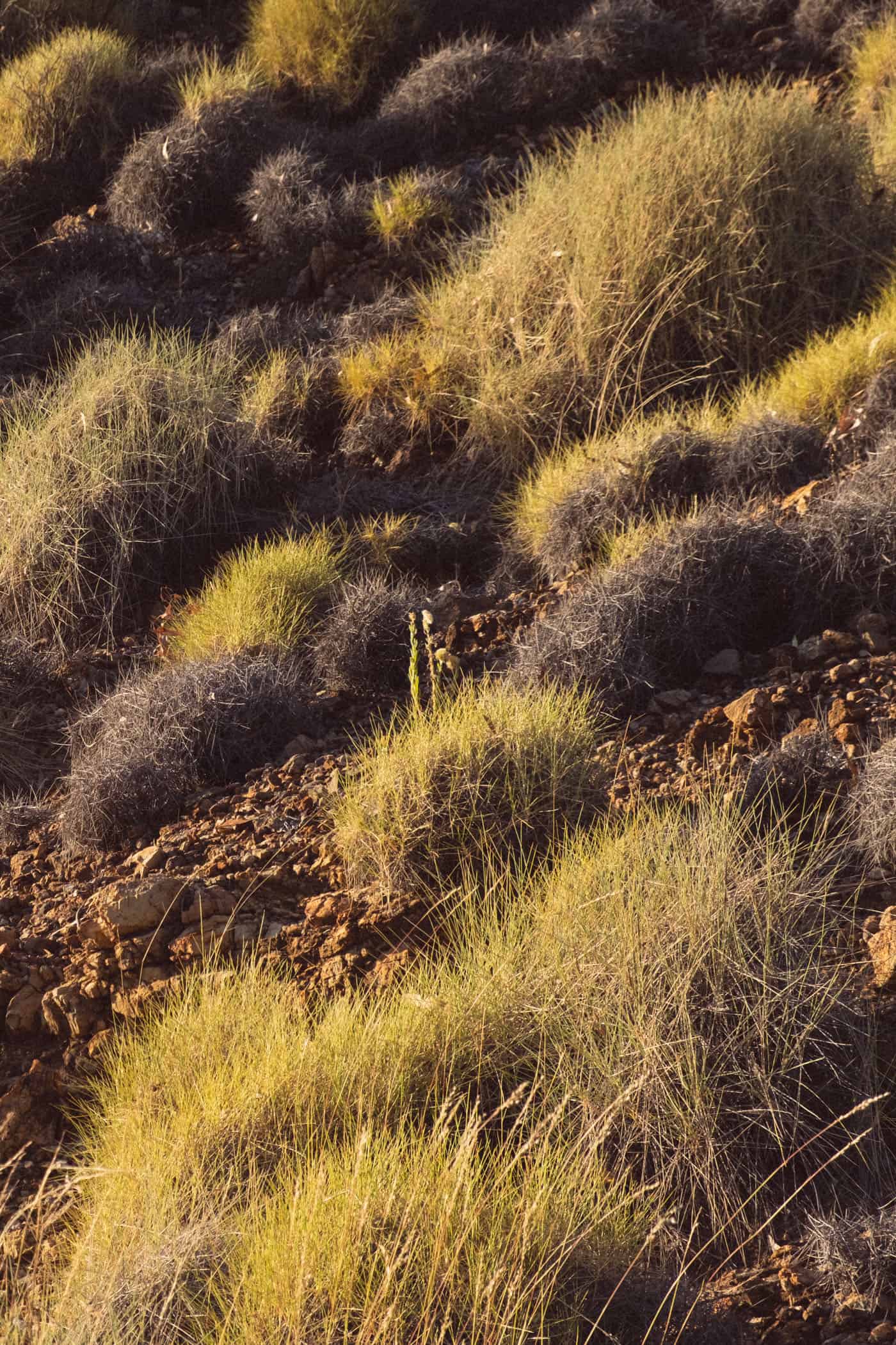 Ellery Creek Big Hole Walk West MacDonnells Range